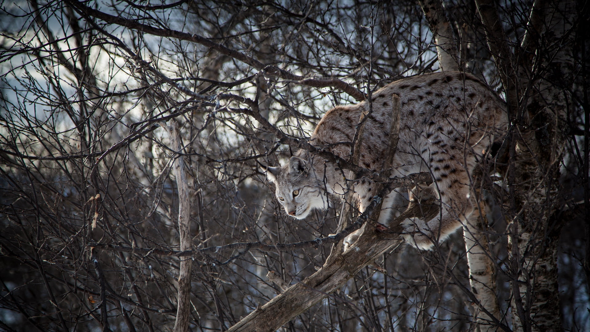 land, big cat, animal themes, outdoors, animal, lynx, trees, no people, cat, big cats, mammal, trunk, tree trunk, day, bare tree, animals in the wild, animal wildlife, HD Wallpaper