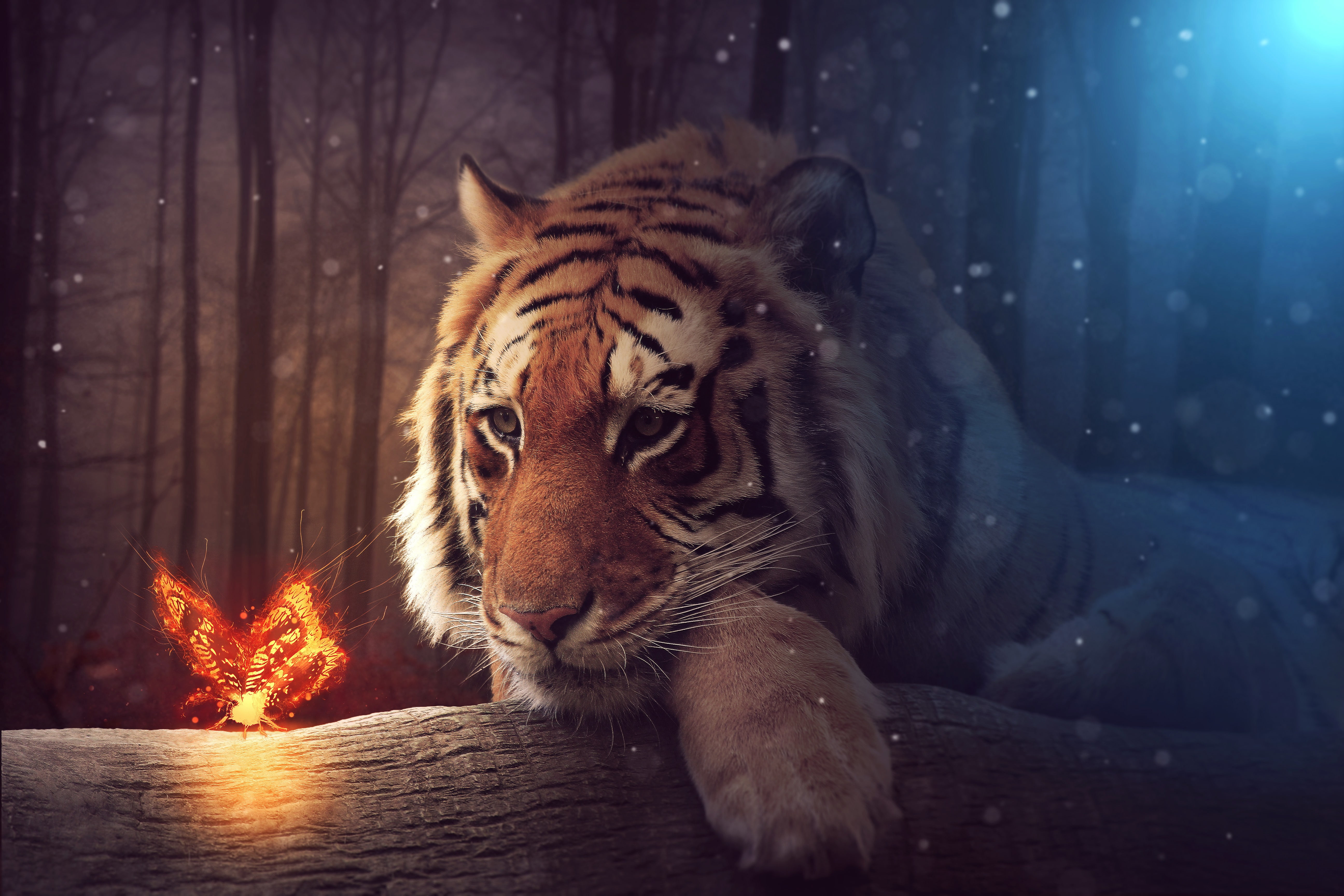 carnivora, whisker, tiger, animal wildlife, animals in the wild, wood - material, animal, tree, butterfly, animals, mammal, no people, 5K, animal themes, HD Wallpaper
