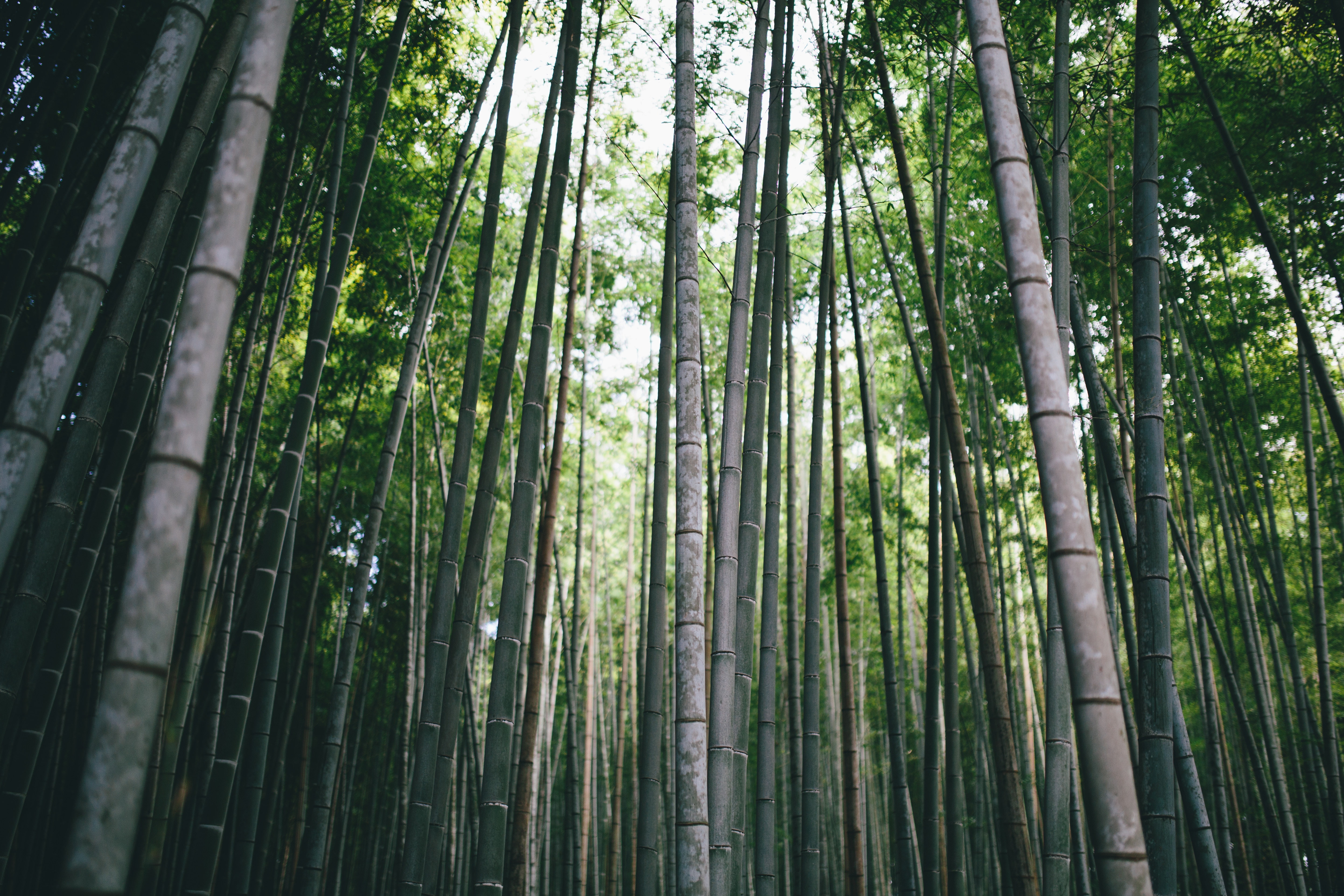 tree, Moso, nature, tranquil scene, growth, green color, forest, tree trunk, no people, bamboo, tall - high, 5K, photography, zen, bamboo - plant, day, HD Wallpaper