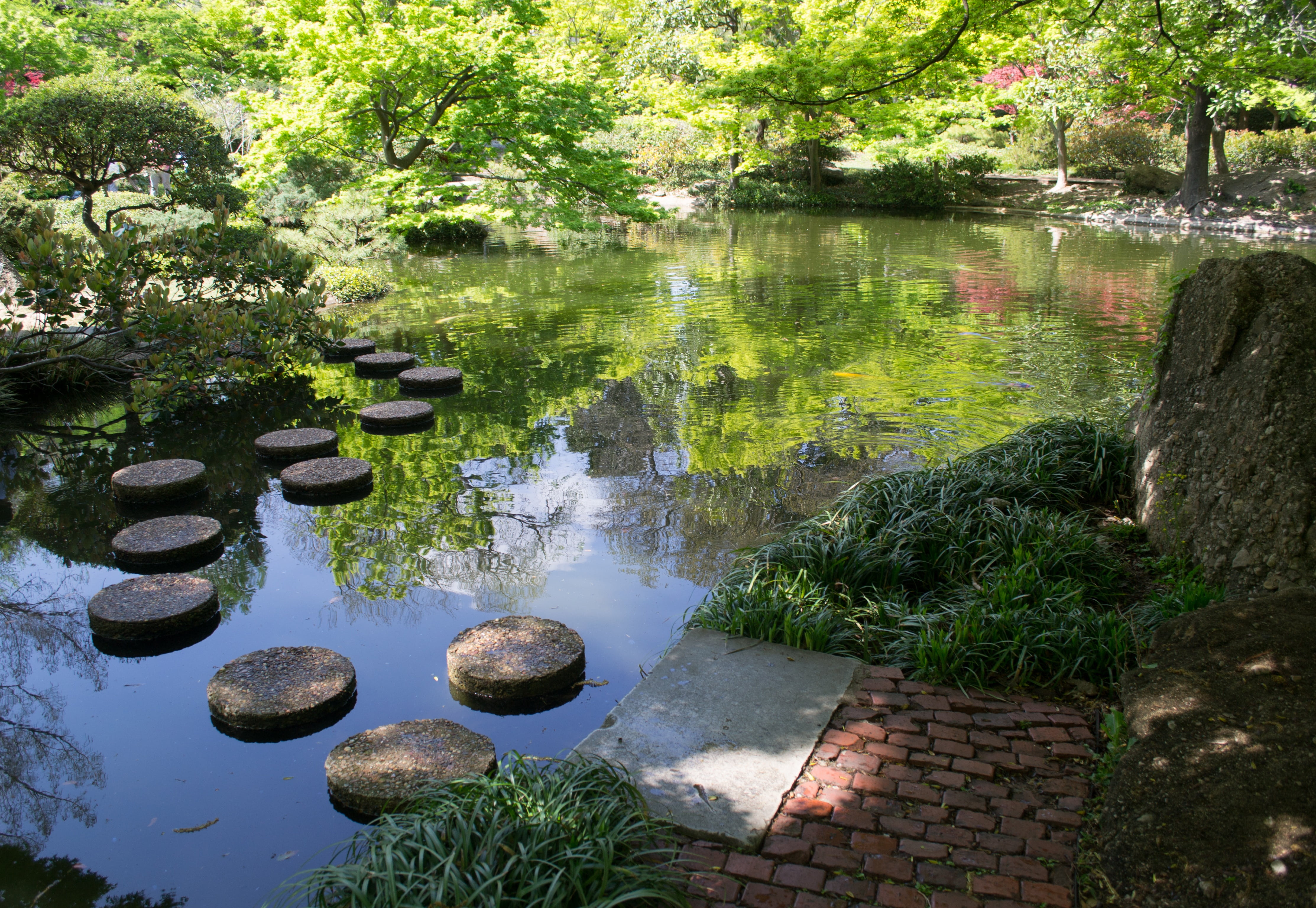 spring, tree, gardens, reflection, growth, beauty in nature, rock - object, trees, japan, outdoors, rock, fish, fort worth, solid, no people, green color, HD Wallpaper