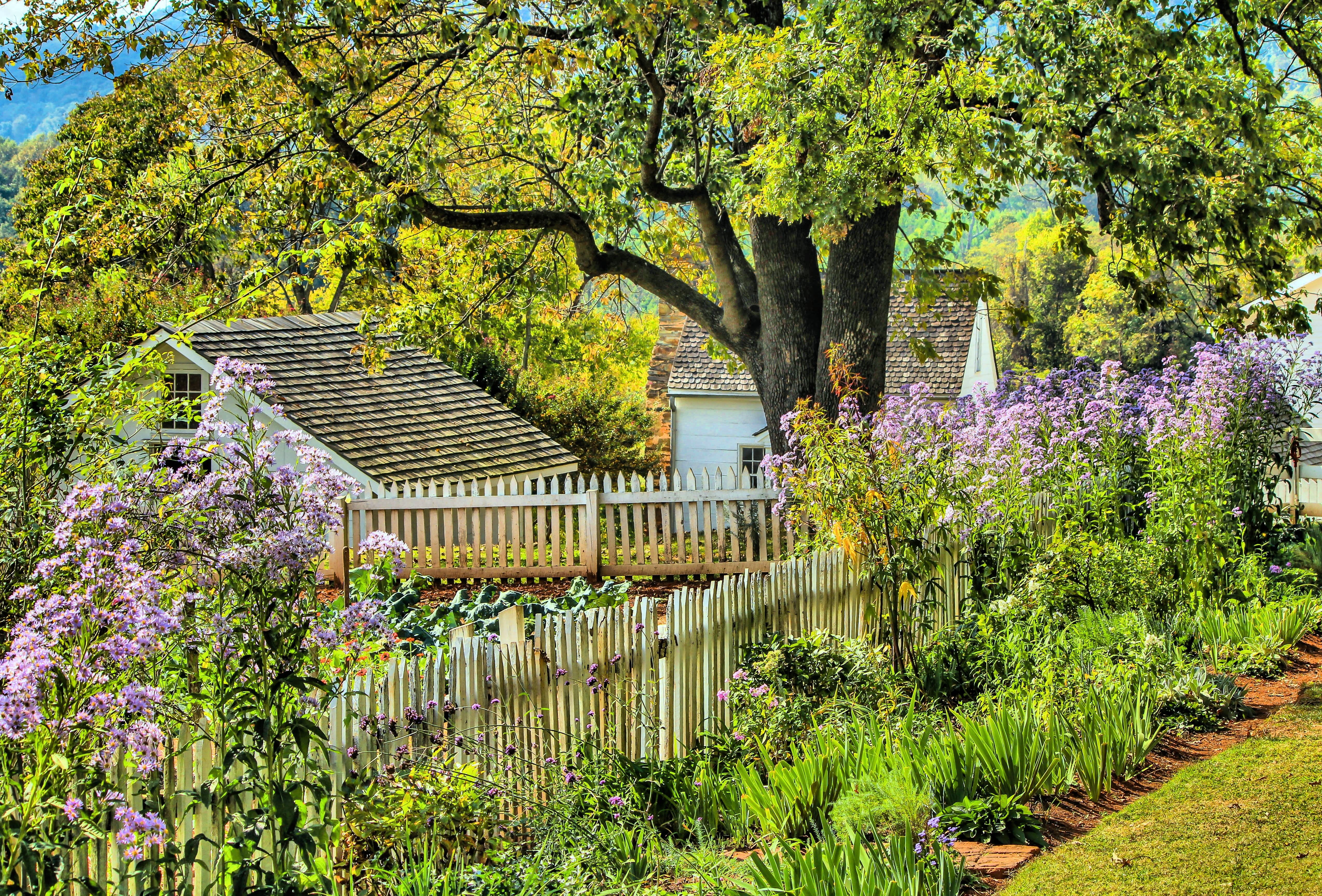 ash lawn highland, growth, springtime, garden, beauty in nature, lawn, shrubs, daisy, purple, day, water, fence, yard, tranquility, outdoors, tree, colonial america, HD Wallpaper