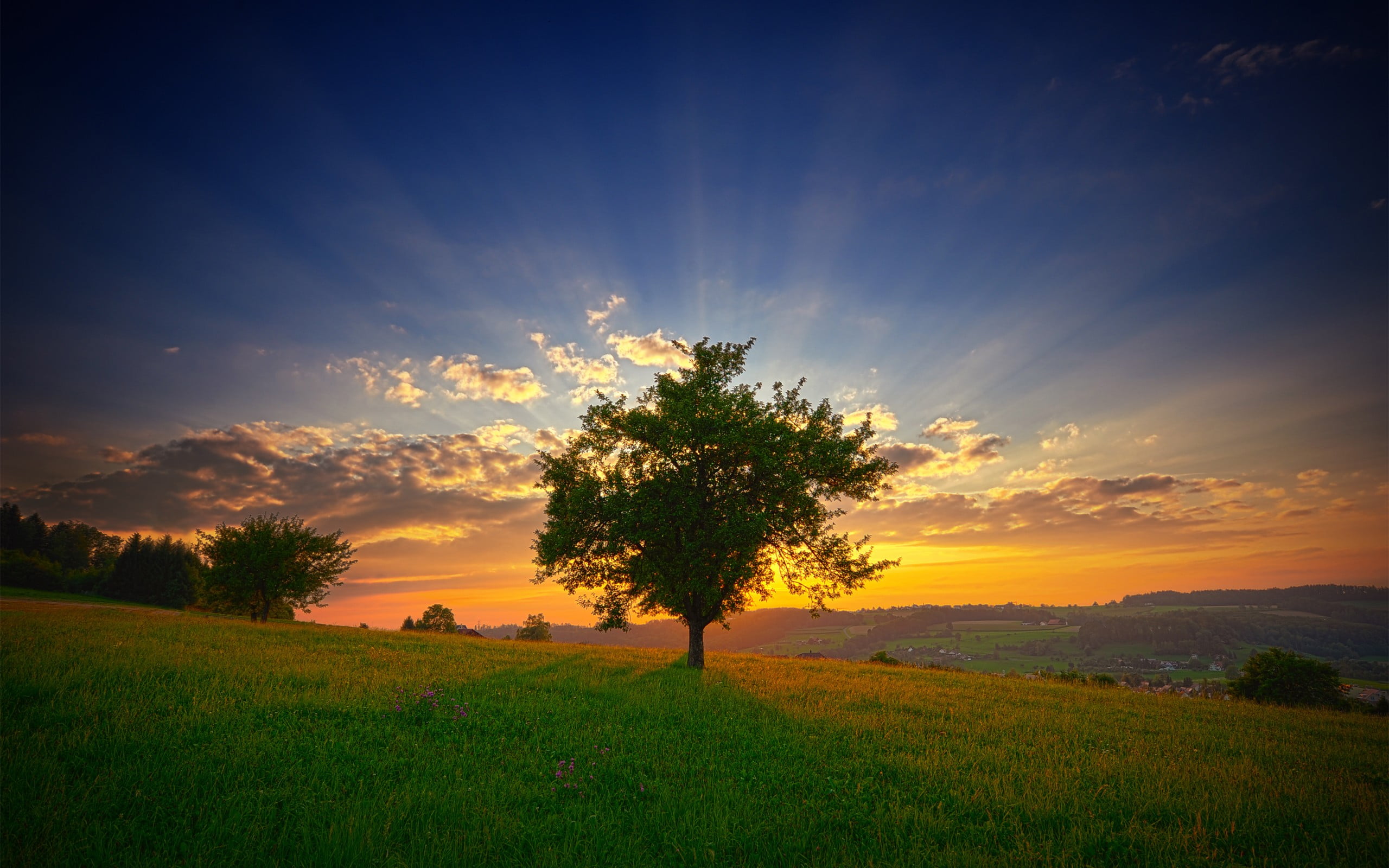 tranquil scene, nature, growth, land, field, sky, orange color, tranquility, sunlight, tree, outdoors, green, trees, non-urban scene, idyllic, no people, HD Wallpaper