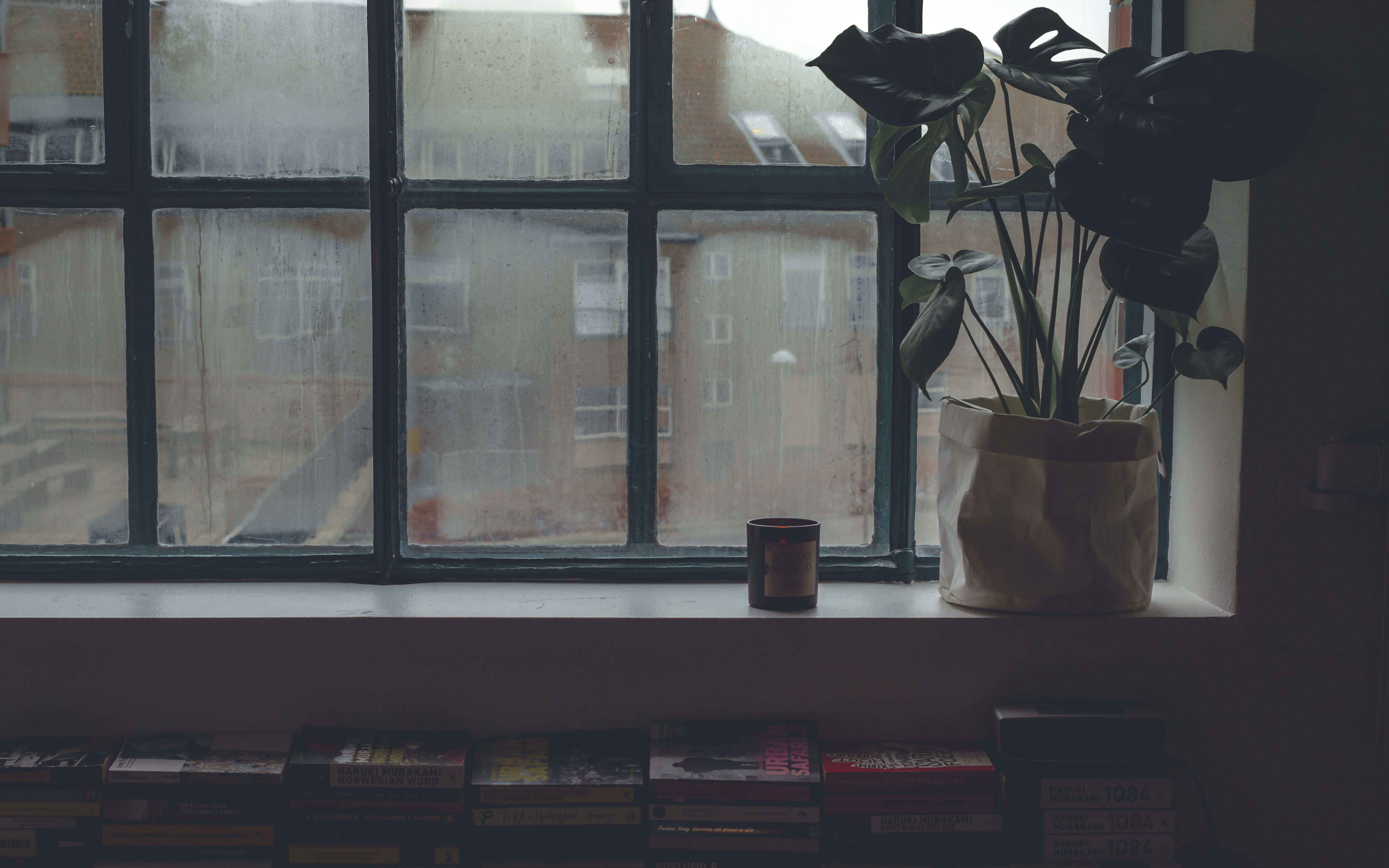 glass - material, glass, building, transparent, near, plant, window, day, leafed, ceramic, vase, house, architecture, store, indoors, healthcare and medicine, HD Wallpaper