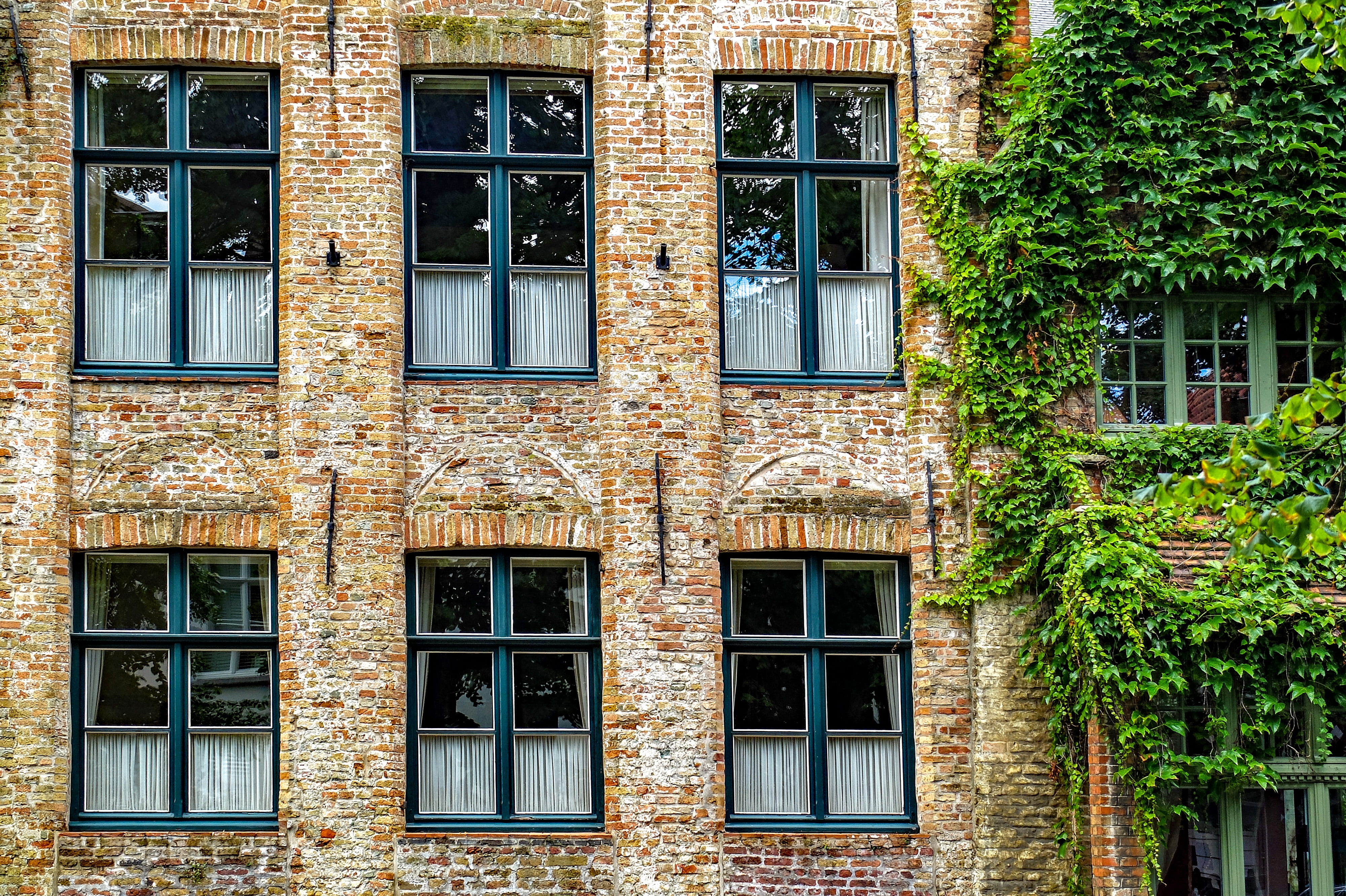apartment, ivy, residential district, plant, nature, brick, 4K, belgium, glass - material, building exterior, window, side by side, built structure, outdoors, HD Wallpaper