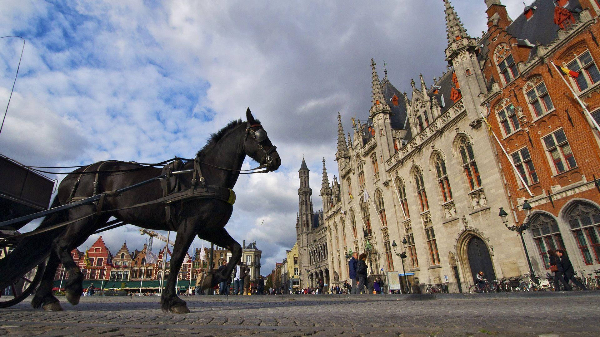 animals, square, 1080P, harness, belgium, horse, brugge, market, HD Wallpaper