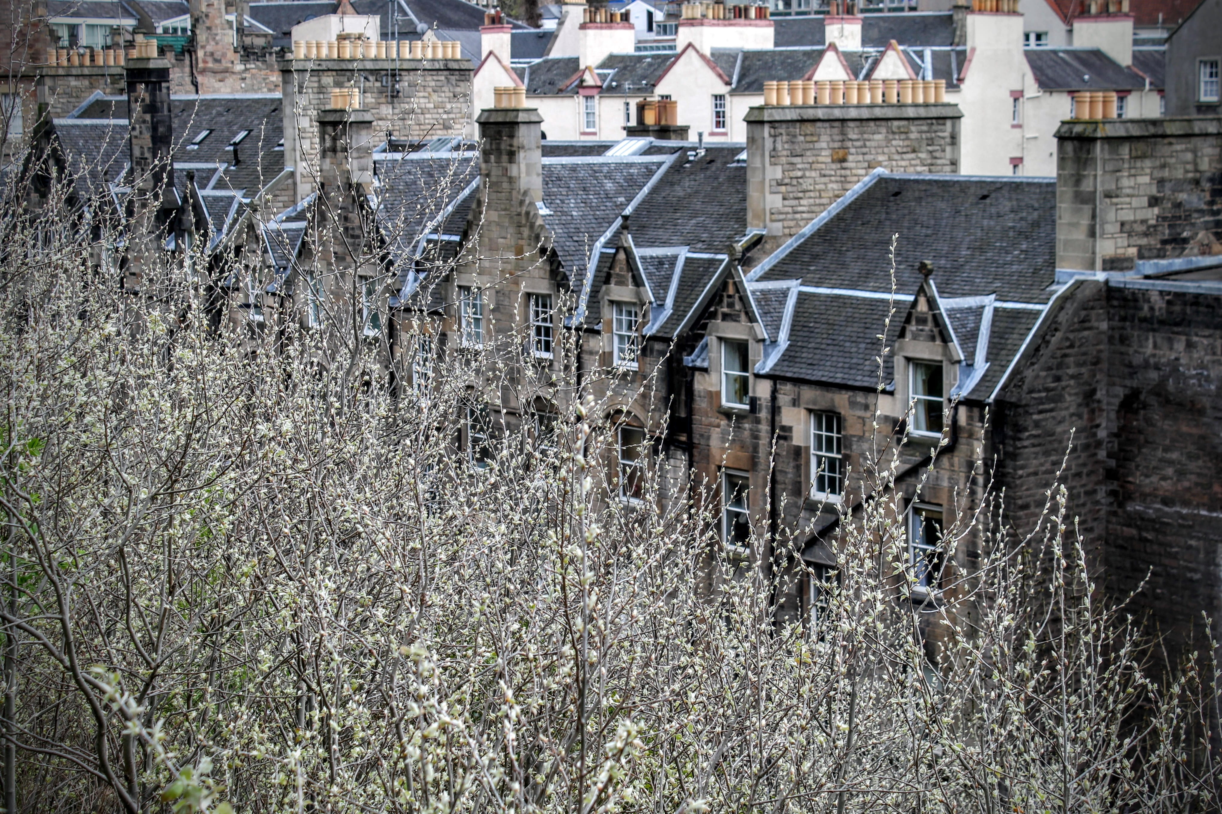 residential district, plant, row house, building, flowers, bare tree, building exterior, high angle view, 4K, city, united kingdom, house, land, edinburgh, HD Wallpaper