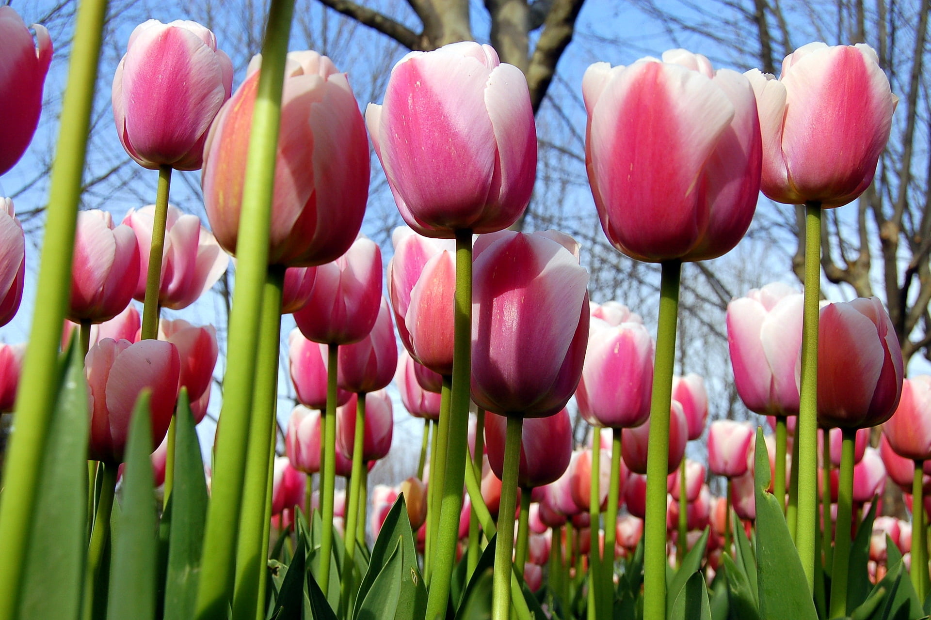 tulips, freshness, field, vibrant Color, green Color, nature, blossom, vulnerability, botany, no People, backgrounds, tulip, formal Garden, springtime, HD Wallpaper