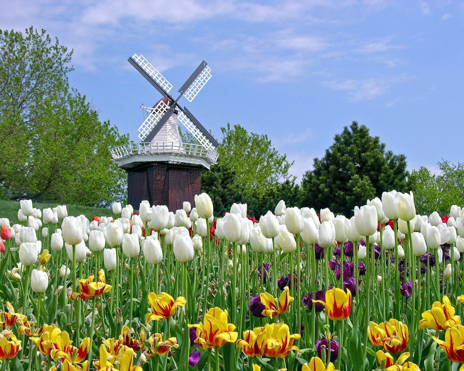 green Color, plant, tulips, dutch Culture, red, ornamental garden, freshness, mill, multi colored, sky, fragility, flowers, grass, fuel and power generation, HD Wallpaper