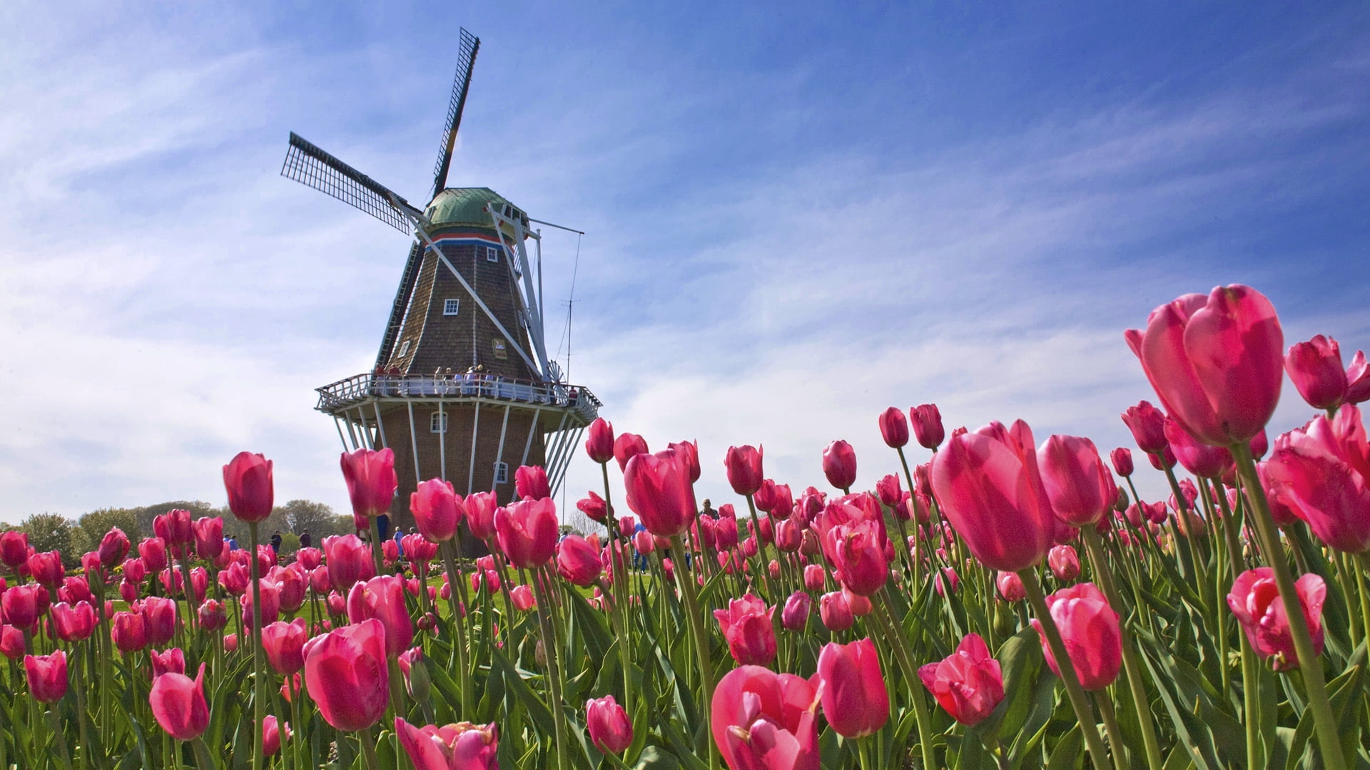 grass, meadow, europe, growth, land, netherlands, beauty In Nature, environment, outdoors, windmill, 1080P, flower, pink color, landscape, wind turbine, HD Wallpaper
