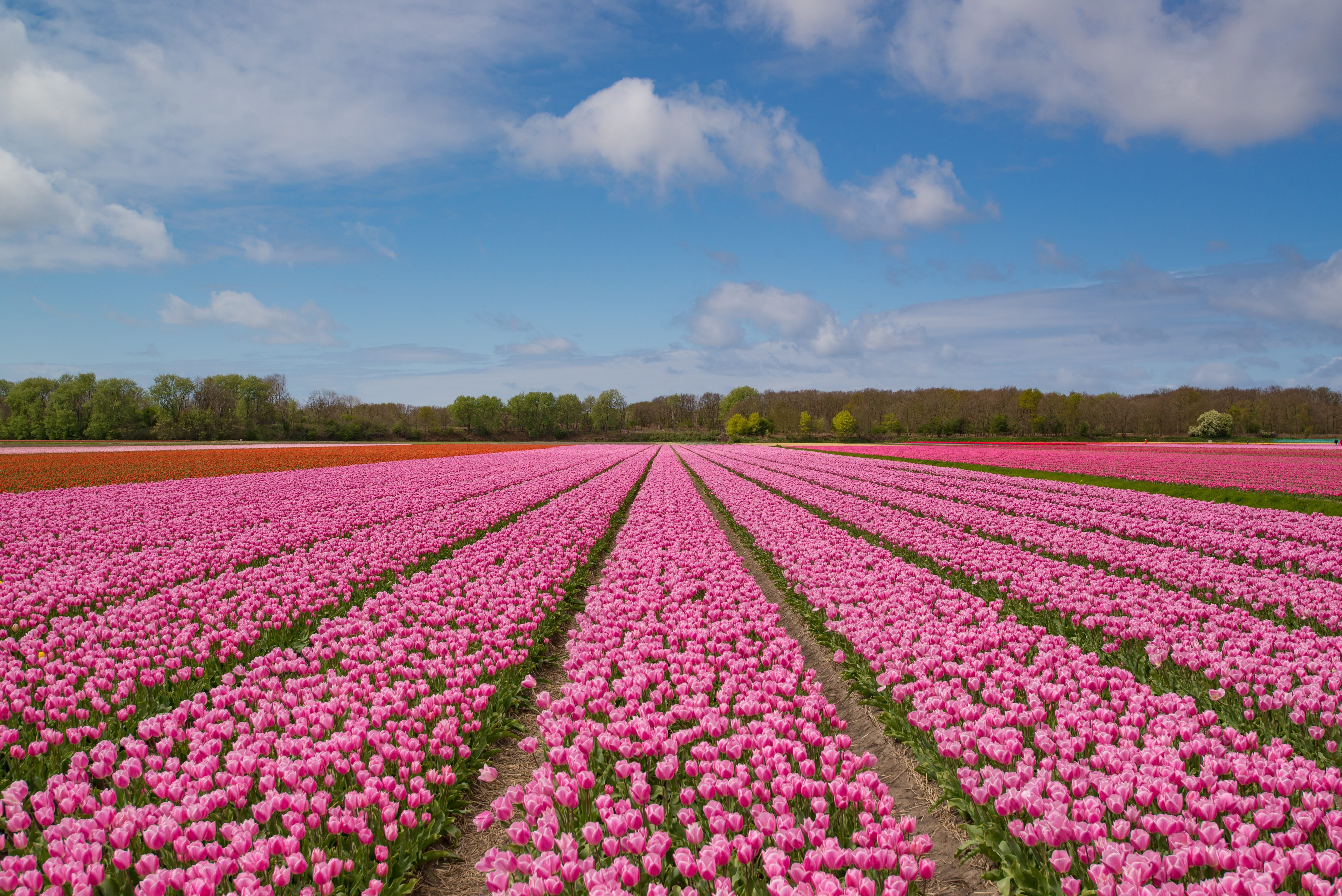 5K, tourism, spring, bulb, tulip, tranquility, flower, flowering plant, romantic, tranquil scene, composition, daytime, photography, netherlands, environment, HD Wallpaper
