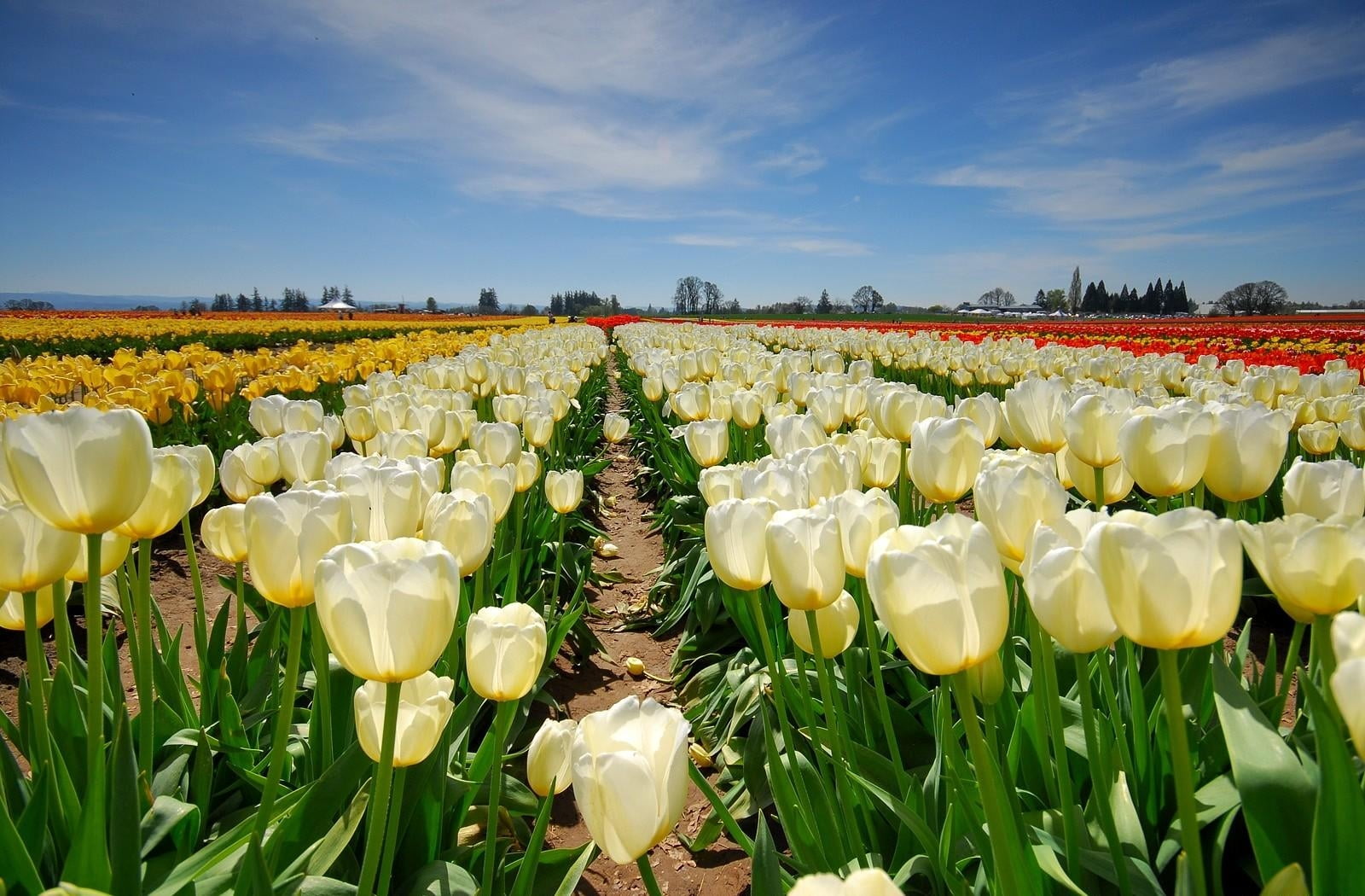 spring, flowerbed, nature, 720P, plant, abundance, multi Colored, flower Head, yellow, blue, agriculture, freshness, outdoors, sky, dutch Culture, flowers, HD Wallpaper