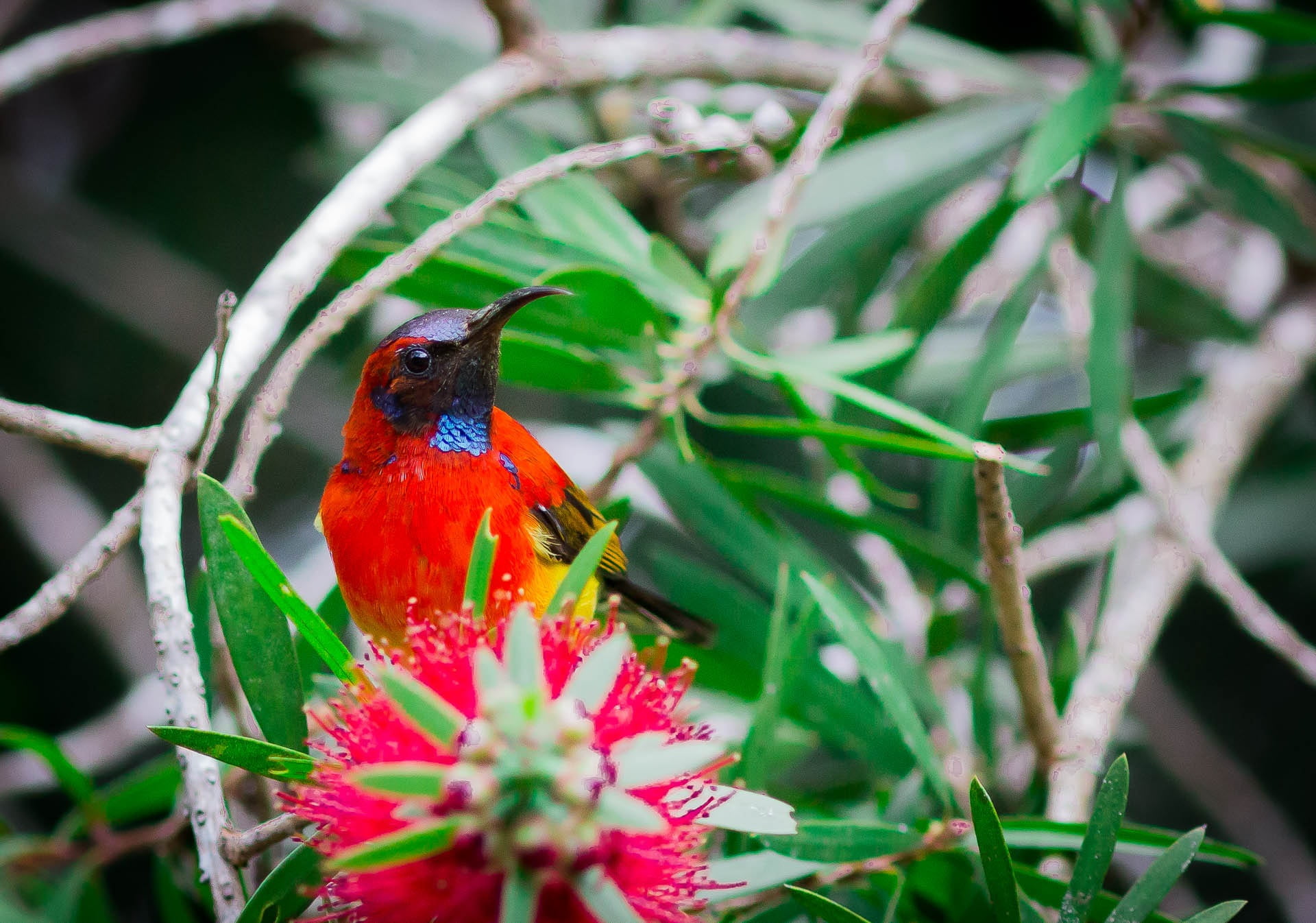 nature, small, 1080P, growth, close-up, long curved beak, day, animals in the wild, crimson sunbird, tree, perching, red, outdoors, red feather, animal, HD Wallpaper
