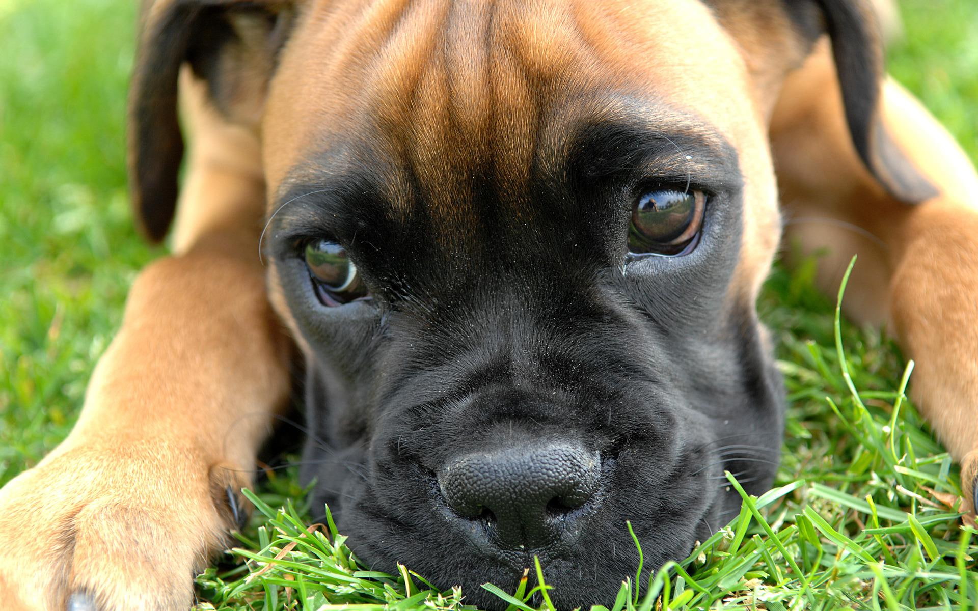 black, tan, close, 1920x1200, 1080P, puppy, coated, short, boxer, animals, HD Wallpaper