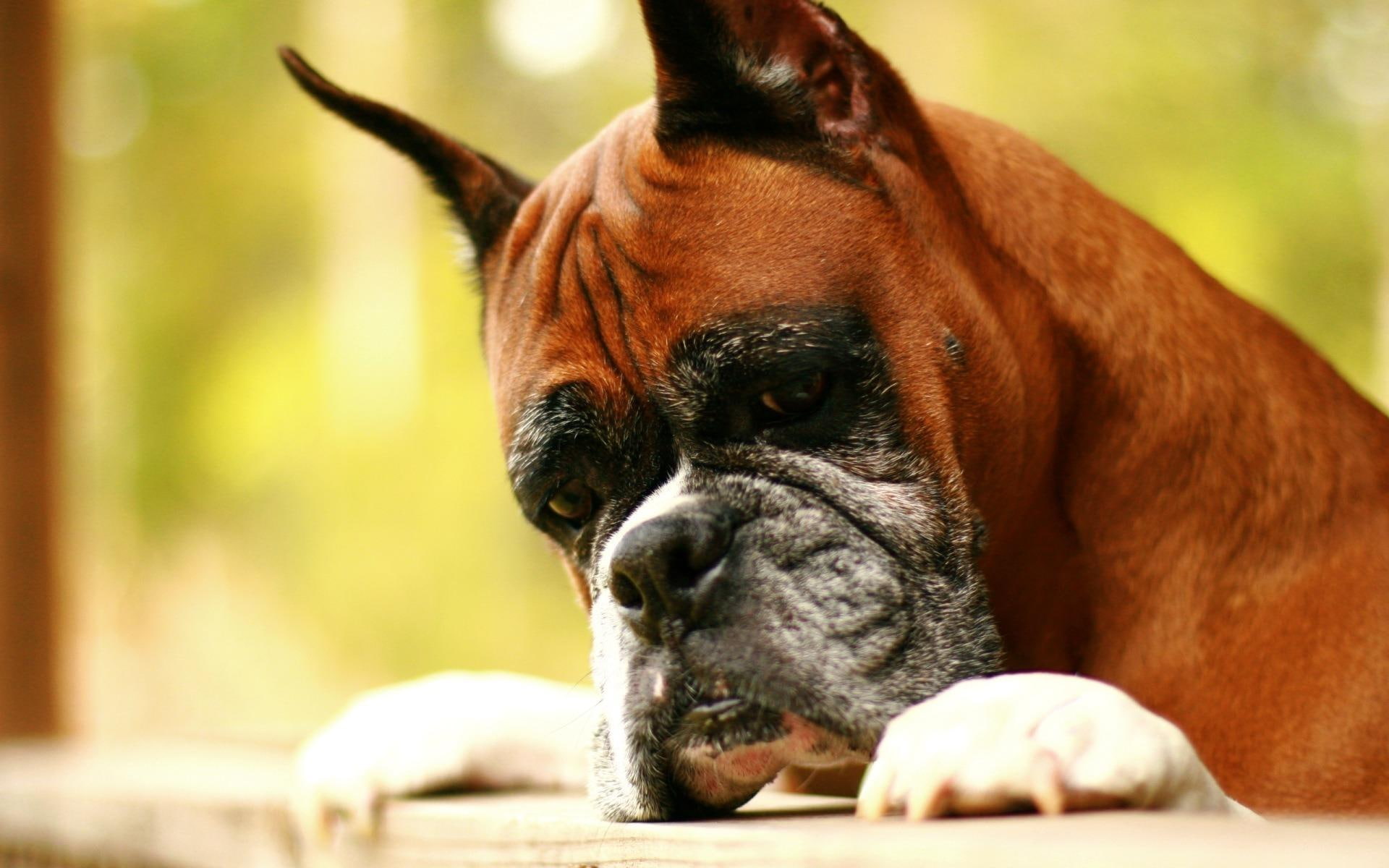 1080P, short hair, animals, medium, stocky, boxer, HD Wallpaper