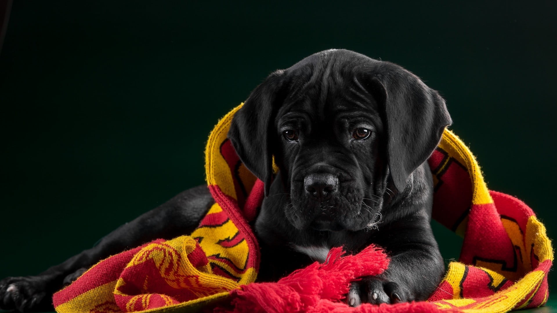 great dane, animal head, retriever, domestic, animals, boxer, looking at camera, studio shot, german short-haired pointer, animal themes, textile, vertebrate, HD Wallpaper