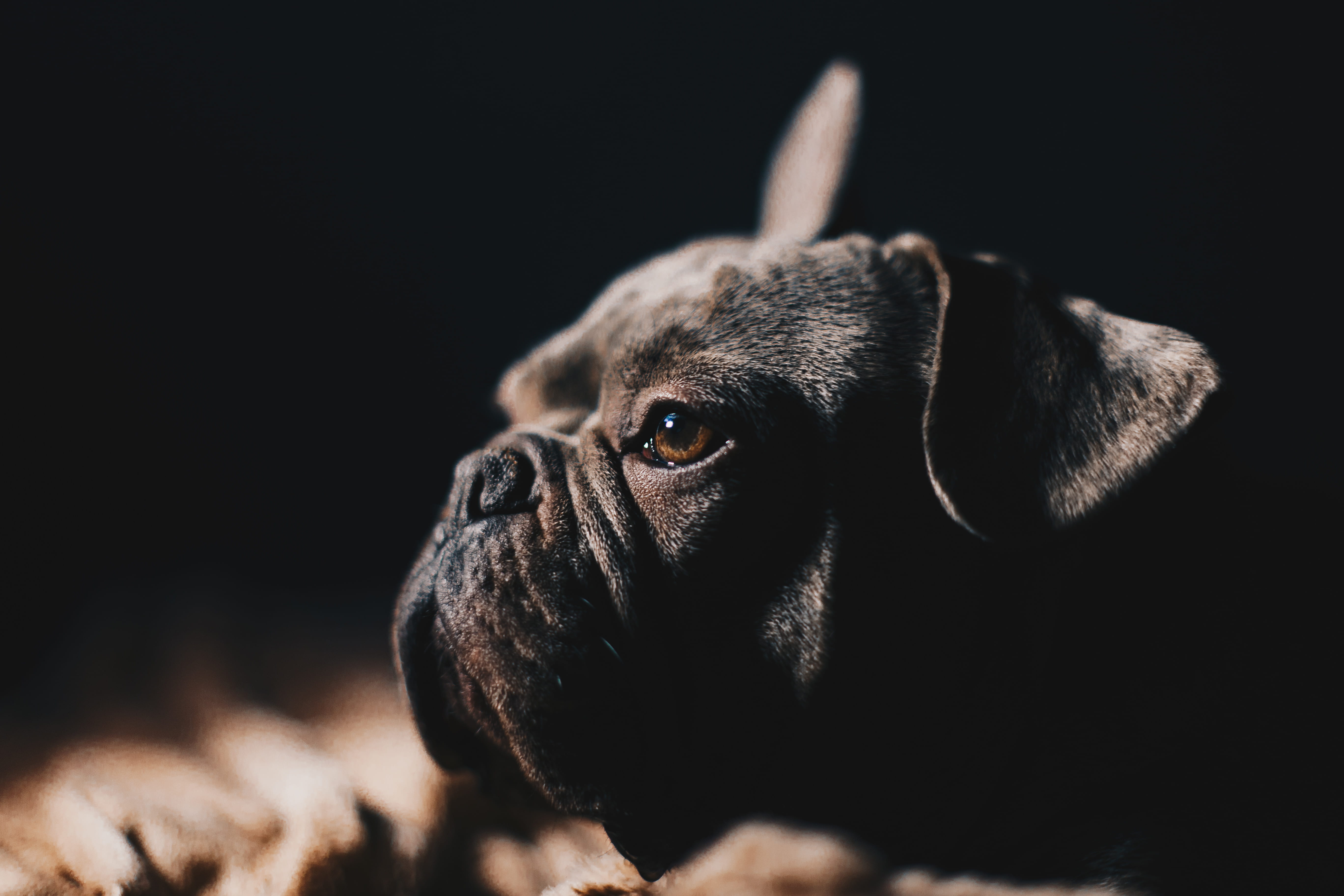 one animal, puppy, studio shot, animal head, pet, white, dog, animal themes, lap dog, french bulldog, animal eye, portrait, short, pets, puppylove, mammal, HD Wallpaper