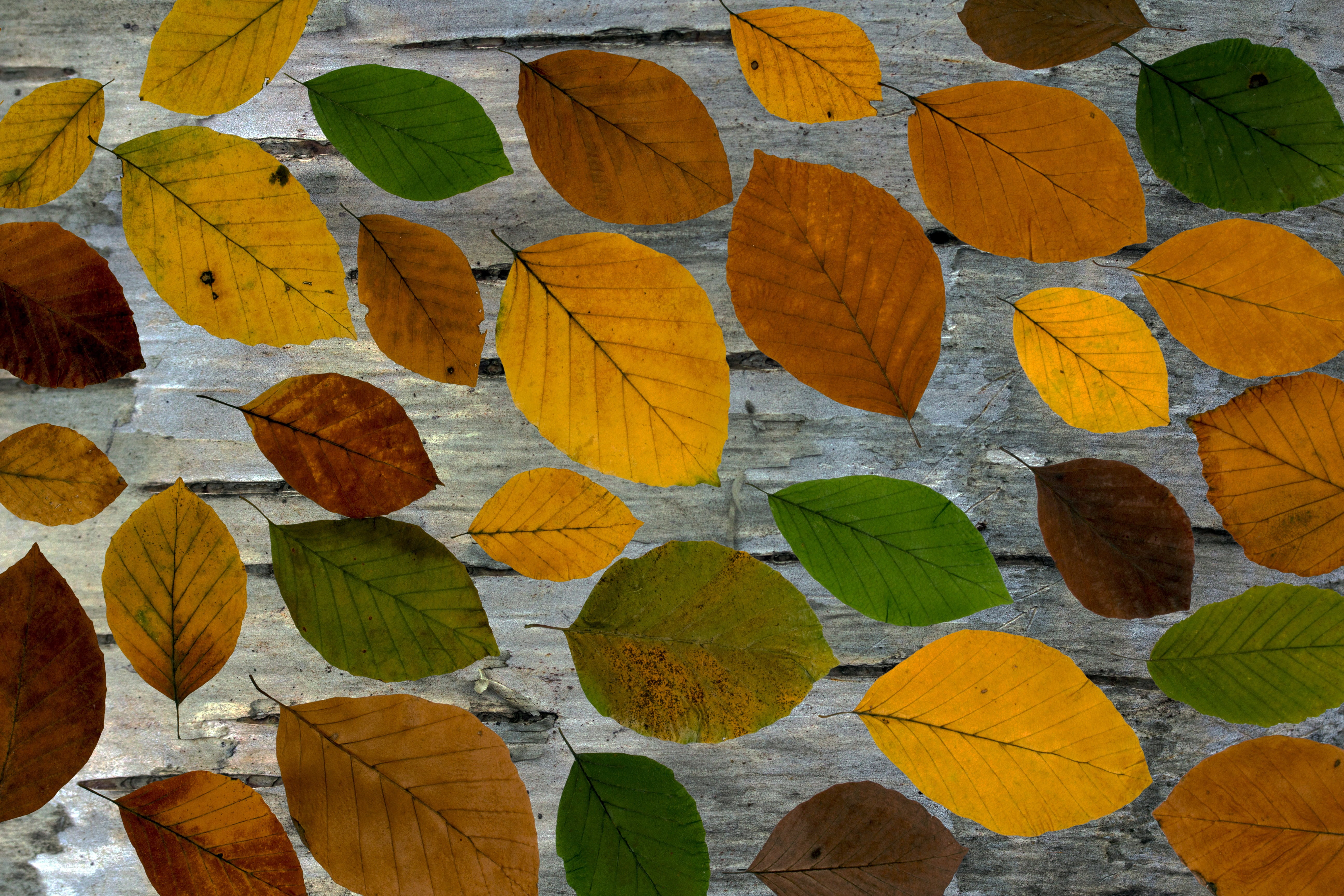 leaves, full frame, fragility, beech leaves, day, green, pattern, autumn, leaf, change, foliage, 5K, plant part, arrangement, yellow, background, beauty in nature, HD Wallpaper