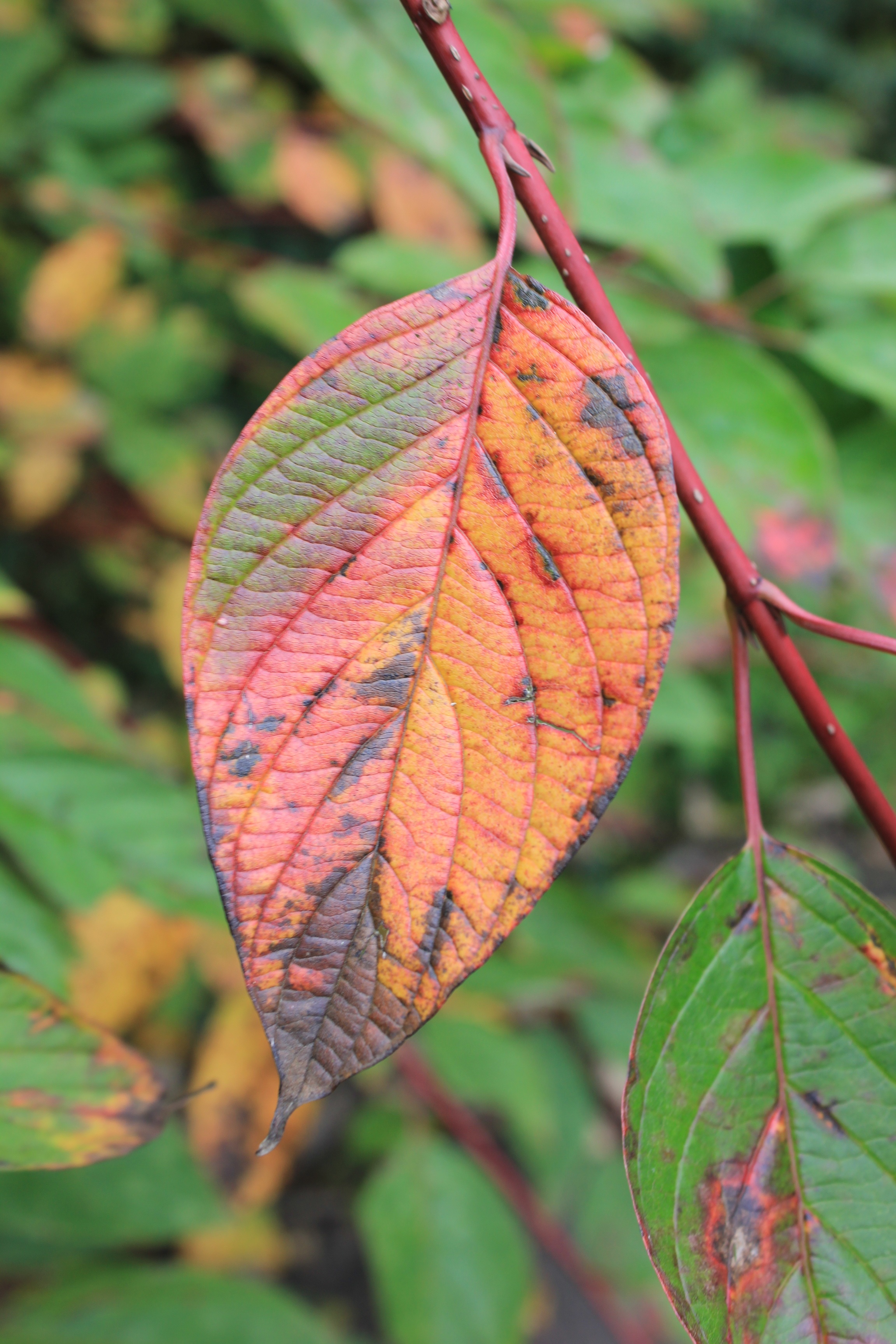 no people, day, boxer shorts, close, fall foliage, plant, autumn, growth, outdoors, close-up, focus on foreground, 2K, natural pattern, orange color, nature, Phone HD Wallpaper