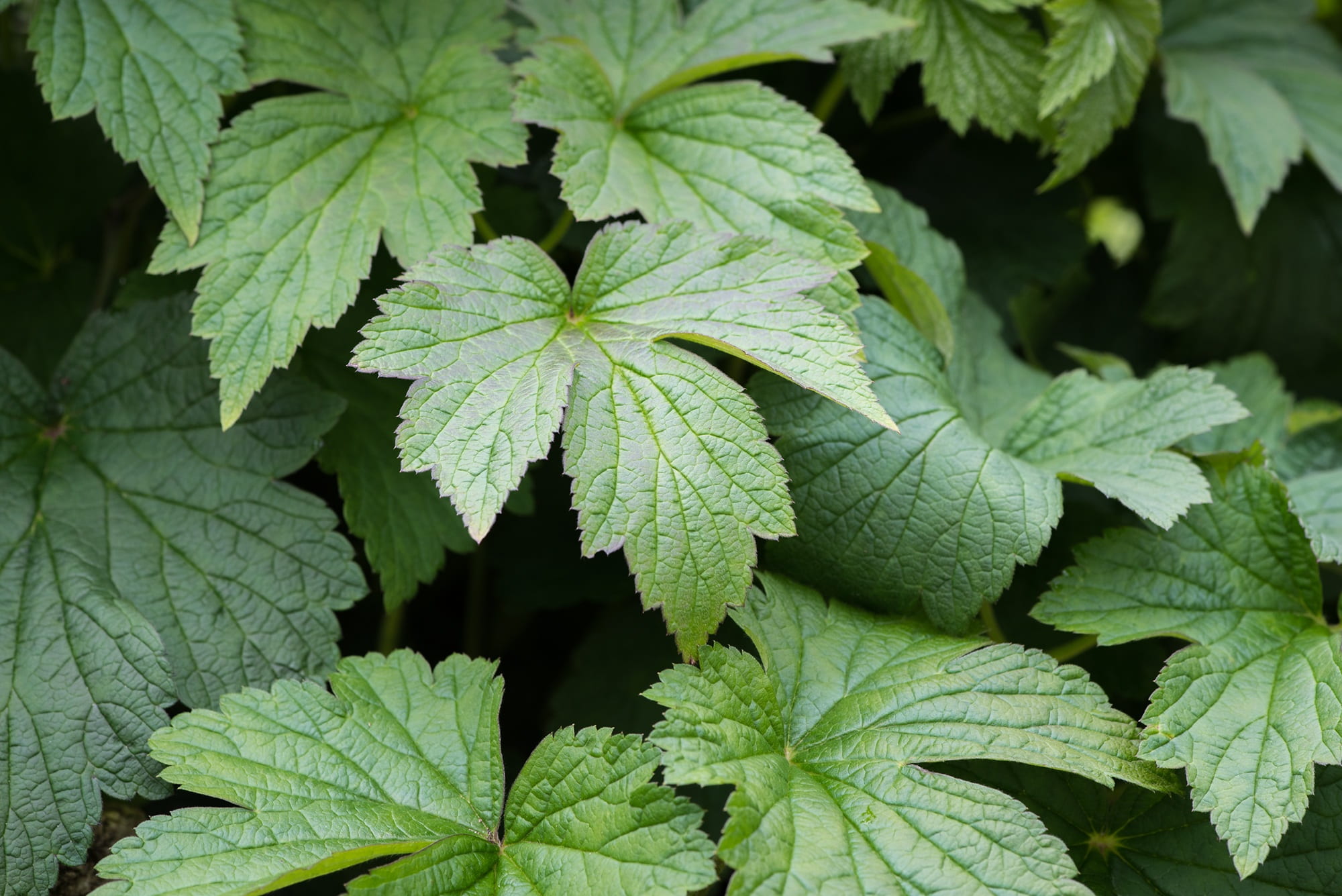 green leaves, plant part, nature, 1080P, leaf vein, full frame, food and drink, freshness, green, boxer shorts anemone, close-up, autumn-leaf anemone, HD Wallpaper