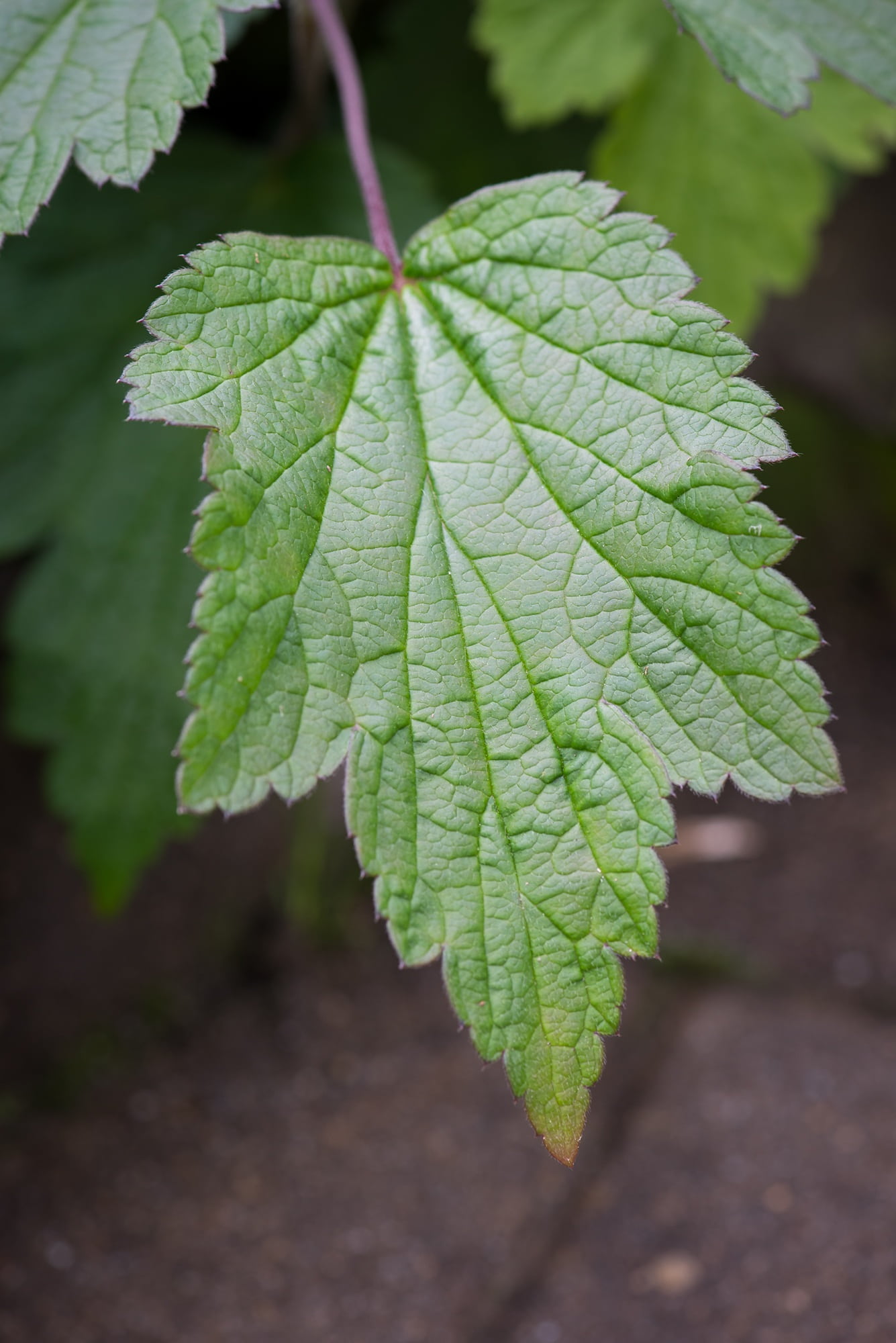 green leaf, 1080P, leaf vein, vulnerability, day, leaf structure, autumn-leaf anemone, leaf, field, leaves, close-up, land, garden plant, beauty in nature, Phone HD Wallpaper