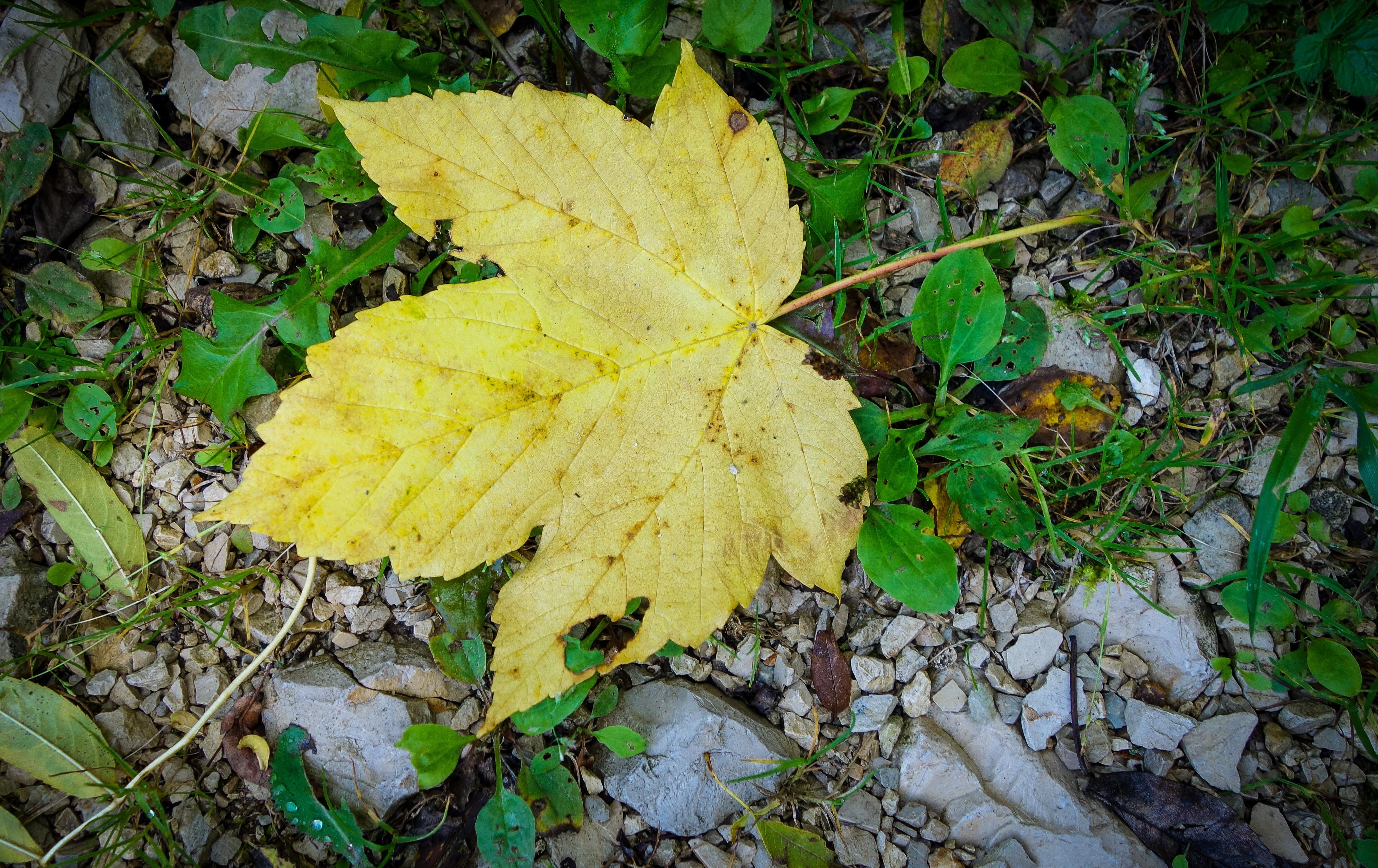 forest floor, vulnerability, close-up, leaf, no people, emerge, fragility, natural condition, season, growth, foliage, leaves, change, green color, color, HD Wallpaper