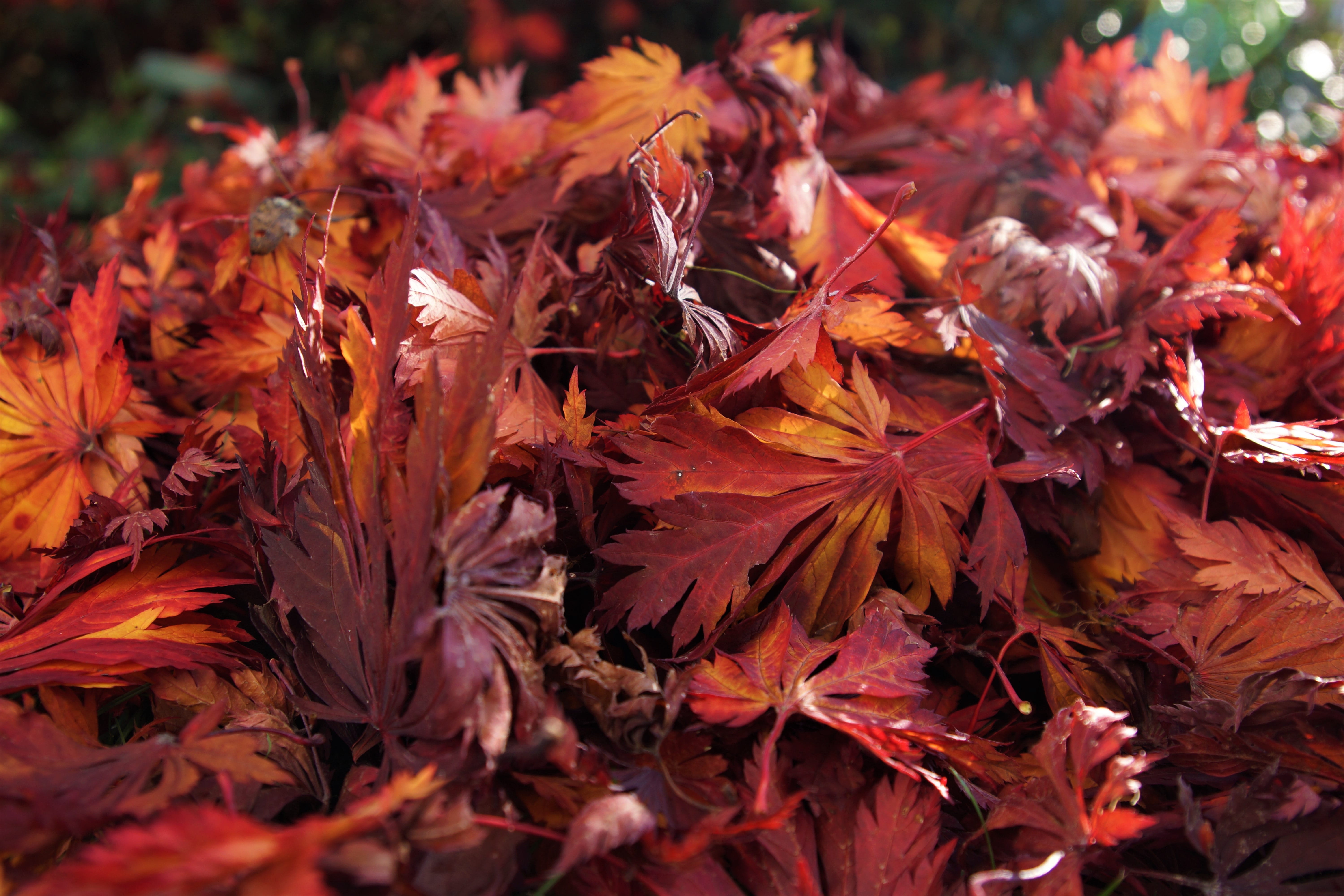 fragility, day, plant part, autumn, red, 5K, close-up, plant, no people, fall foliage, nature, leaves, outdoors, fall, growth, maple tree, dry, orange color, HD Wallpaper