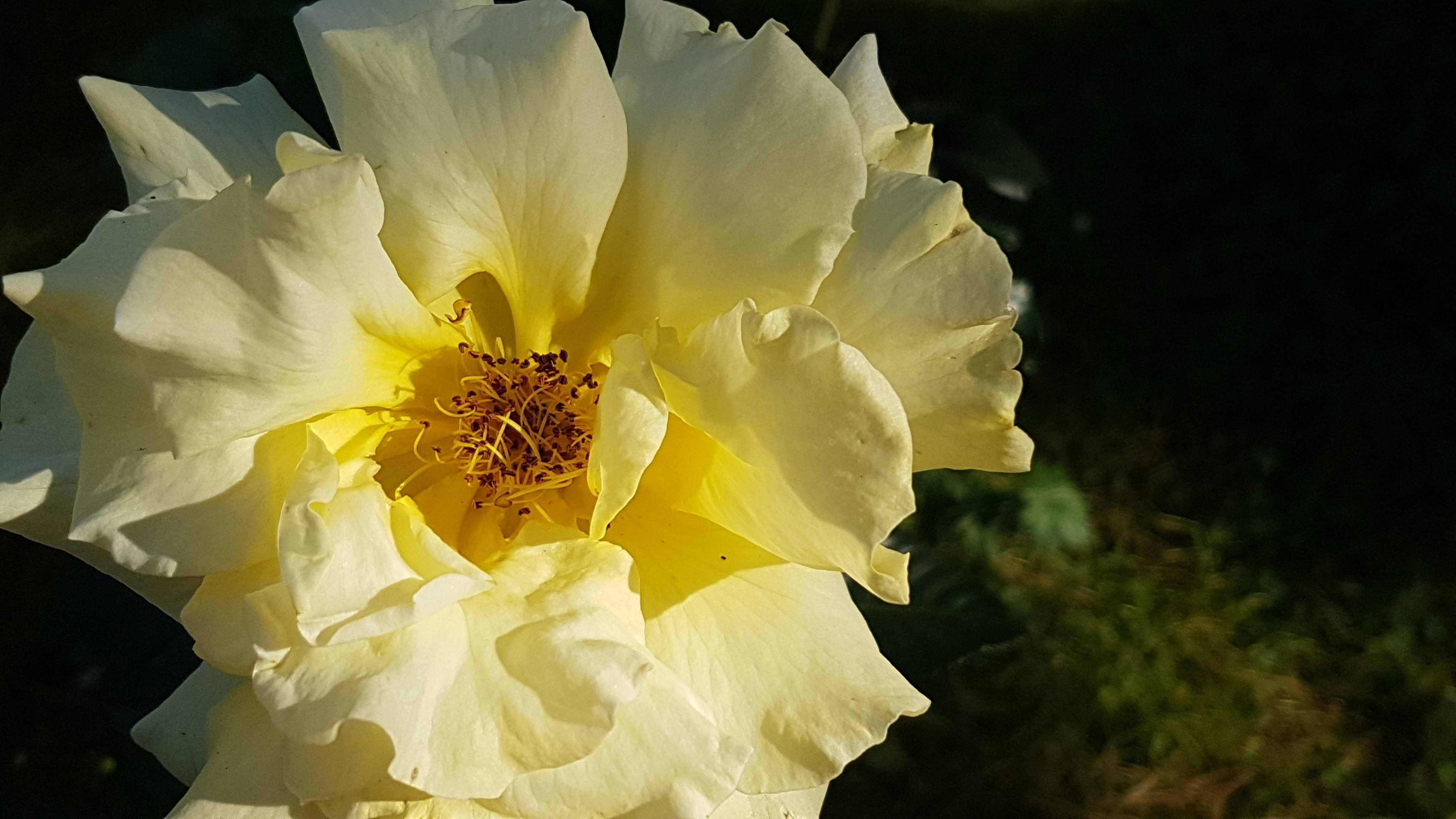 white color, rose, beauty in nature, flower, pollen, outdoors, fragility, yellow, nature, softness, boxer shorts, rose - flower, vulnerability, flowering plant, HD Wallpaper