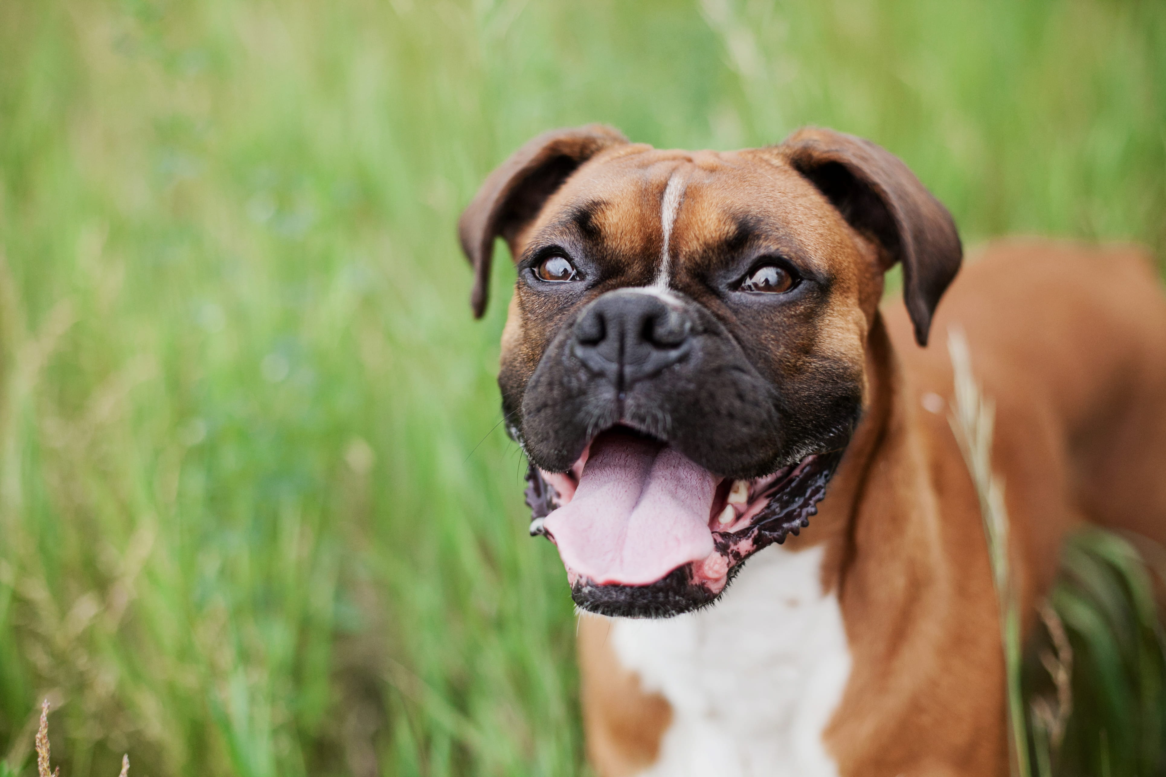 no people, nature, adult, animal head, purebred dog, animal tongue, mammal, tongue, play, puppy, plant, green, pant, bulldog, pet, grass, boxer, standing, HD Wallpaper
