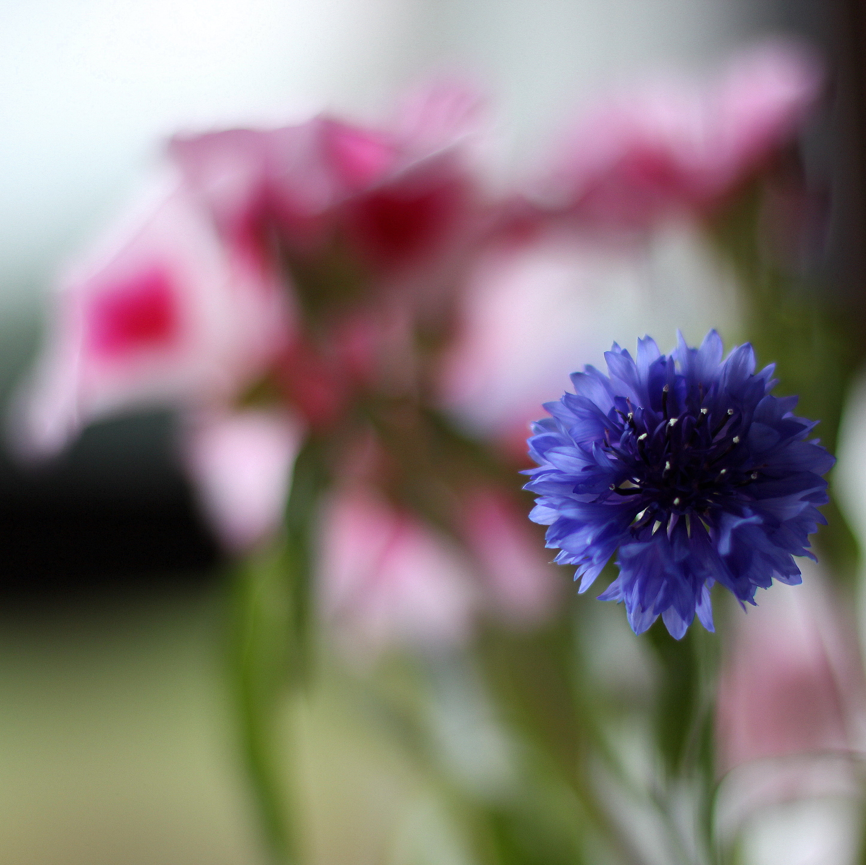 unique, photo, flower, cornflower  blue, 2K, bloom, focus, nature, self, blur, blue, france, decoration, plant, adjective, posy, pink Color, petals, purple, HD Wallpaper