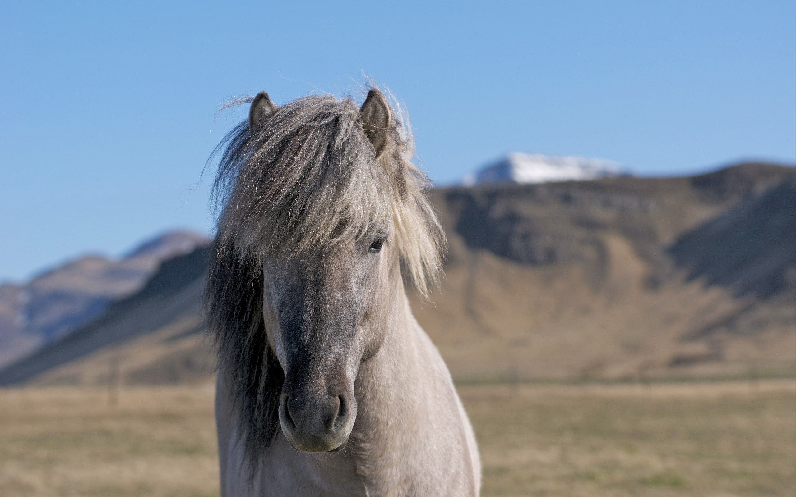 animal themes, animal body part, Horse, animal, livestock, environment, no people, sky, one animal, land, pets, rural scene, landscape, herbivorous, working animal, HD Wallpaper