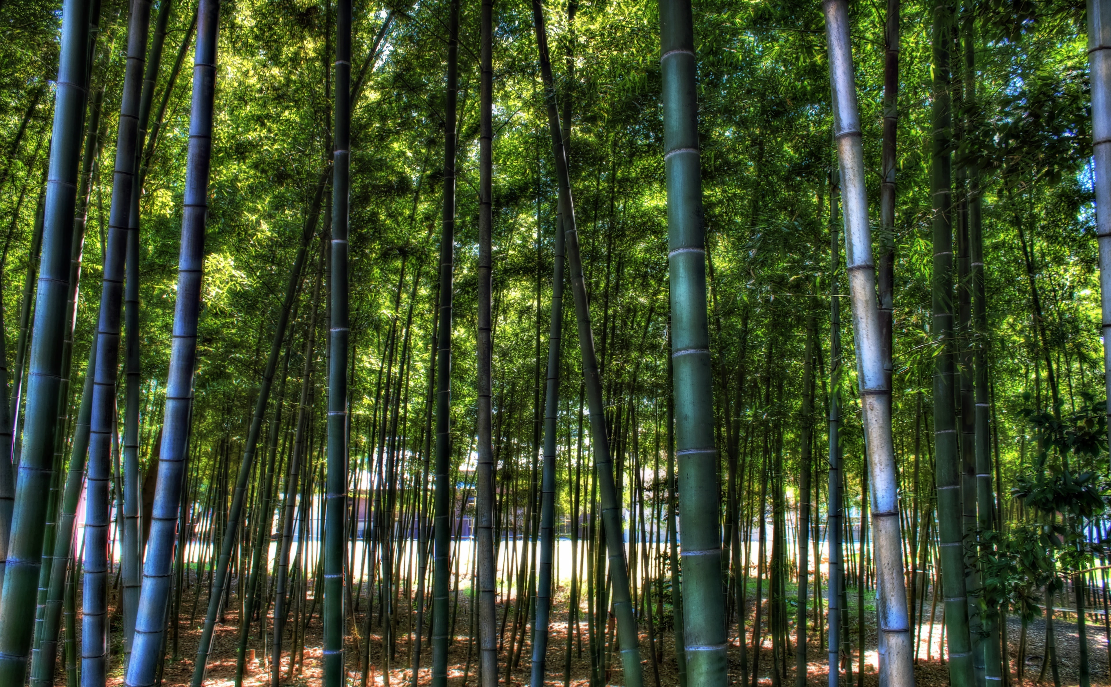 bamboo - plant, Photomatix Pro, Topaz Adjust, Mikawa, plant, growth, forest, tranquility, Aichi Prefecture, tall - high, inside, tranquil scene, Photoshop, HD Wallpaper