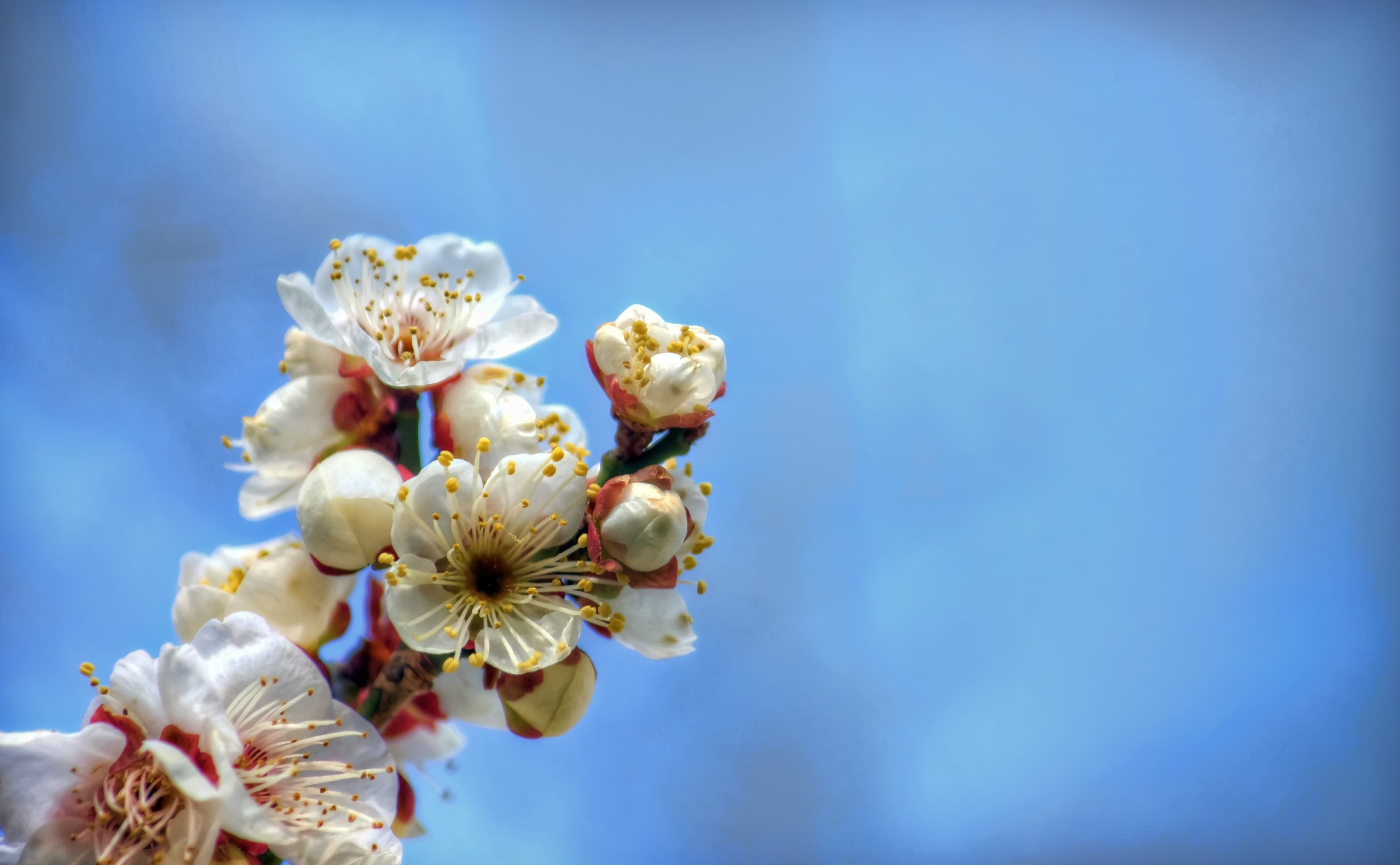 growth, Photography, Seasons, Topaz Adjust, Japan, flowering plant, Okazaki City, red, cherry blossom, Photomatix Pro, Aichi Prefecture, tinted, Honshu, HD Wallpaper