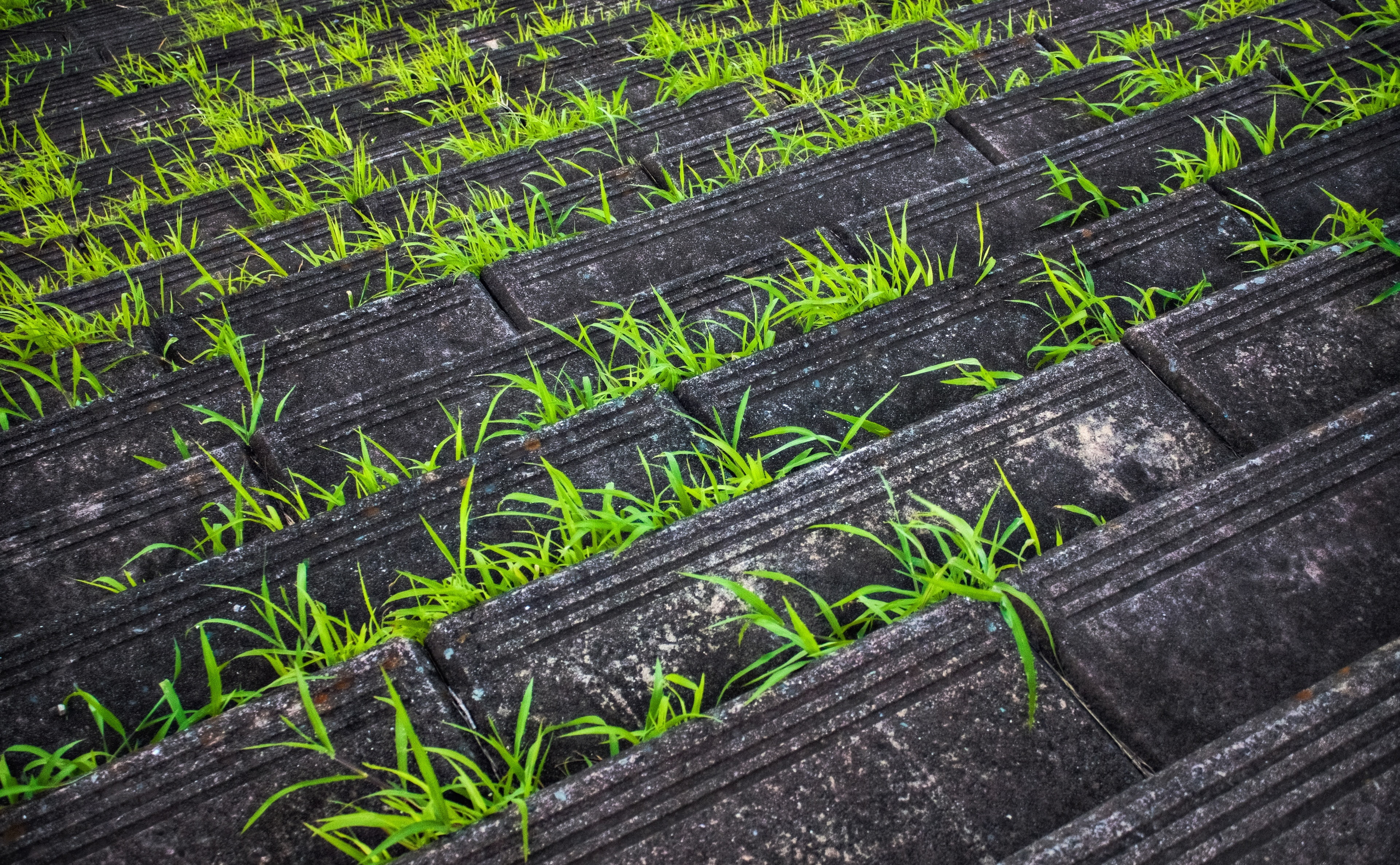 growth, canon, black color, field, nature, day, Japan, 4K, high angle view, agriculture, Honshu, Photography, close-up, Grass, no people, beauty in nature, HD Wallpaper