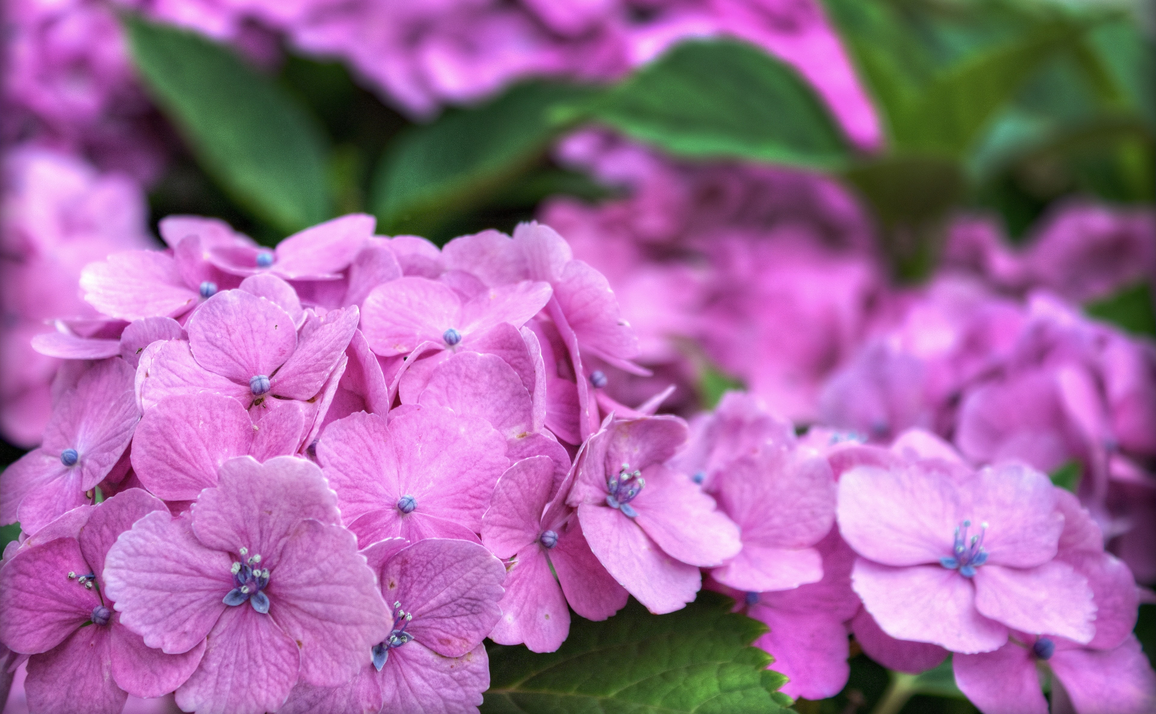 fragility, Hydrangea, Ajisai, pink color, no people, s, close-up, Honshu, Okazaki City, Photography, Pink, petal, Topaz Adjust, ornamental garden, springtime, HD Wallpaper
