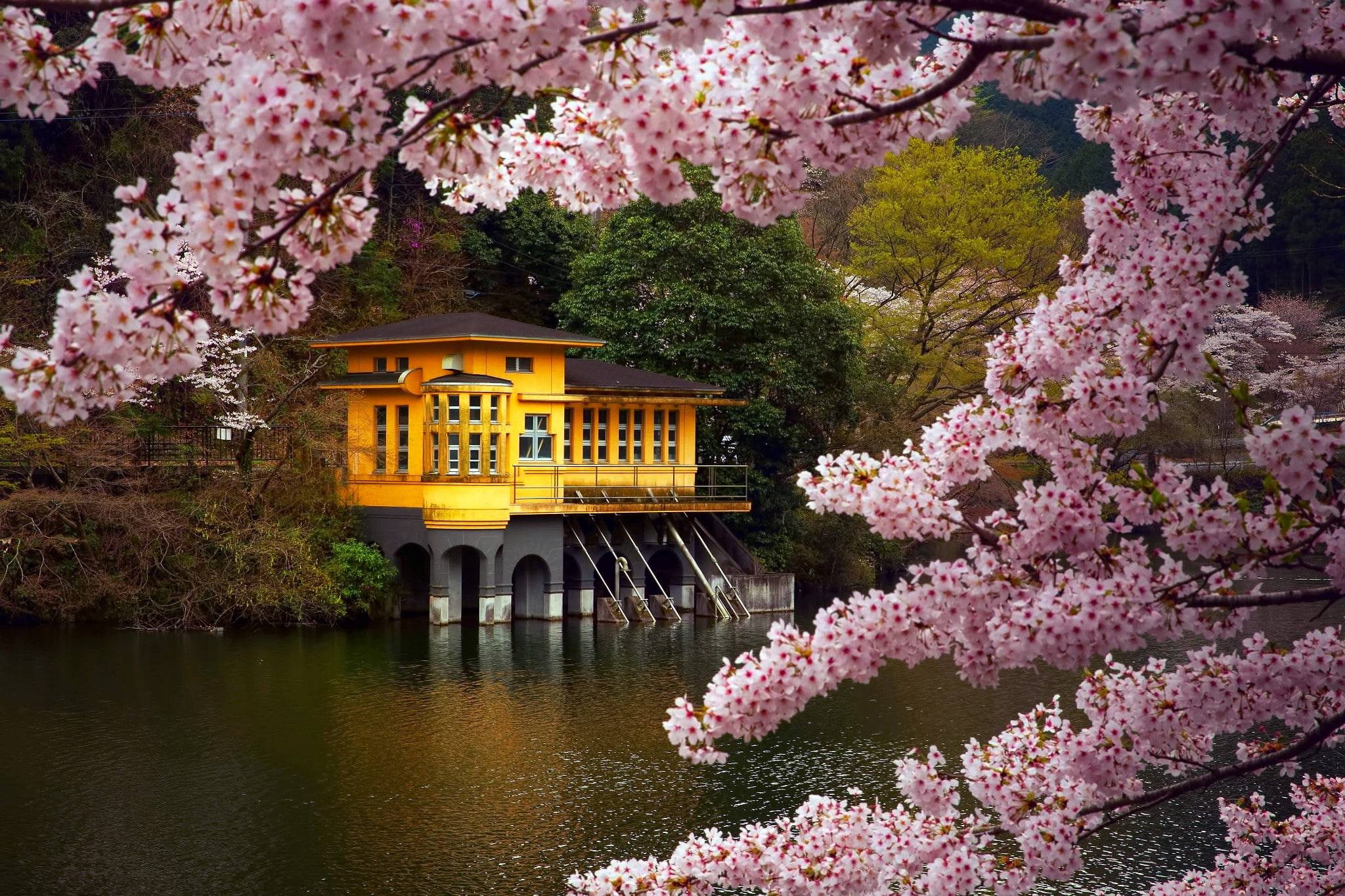 water, prefecture, color, brown, Moriyama, cherry, island, Honshu Island, 1080P, body, concrete, near, April, Lake, yellow, Kamakita, honshu, house, spring, HD Wallpaper
