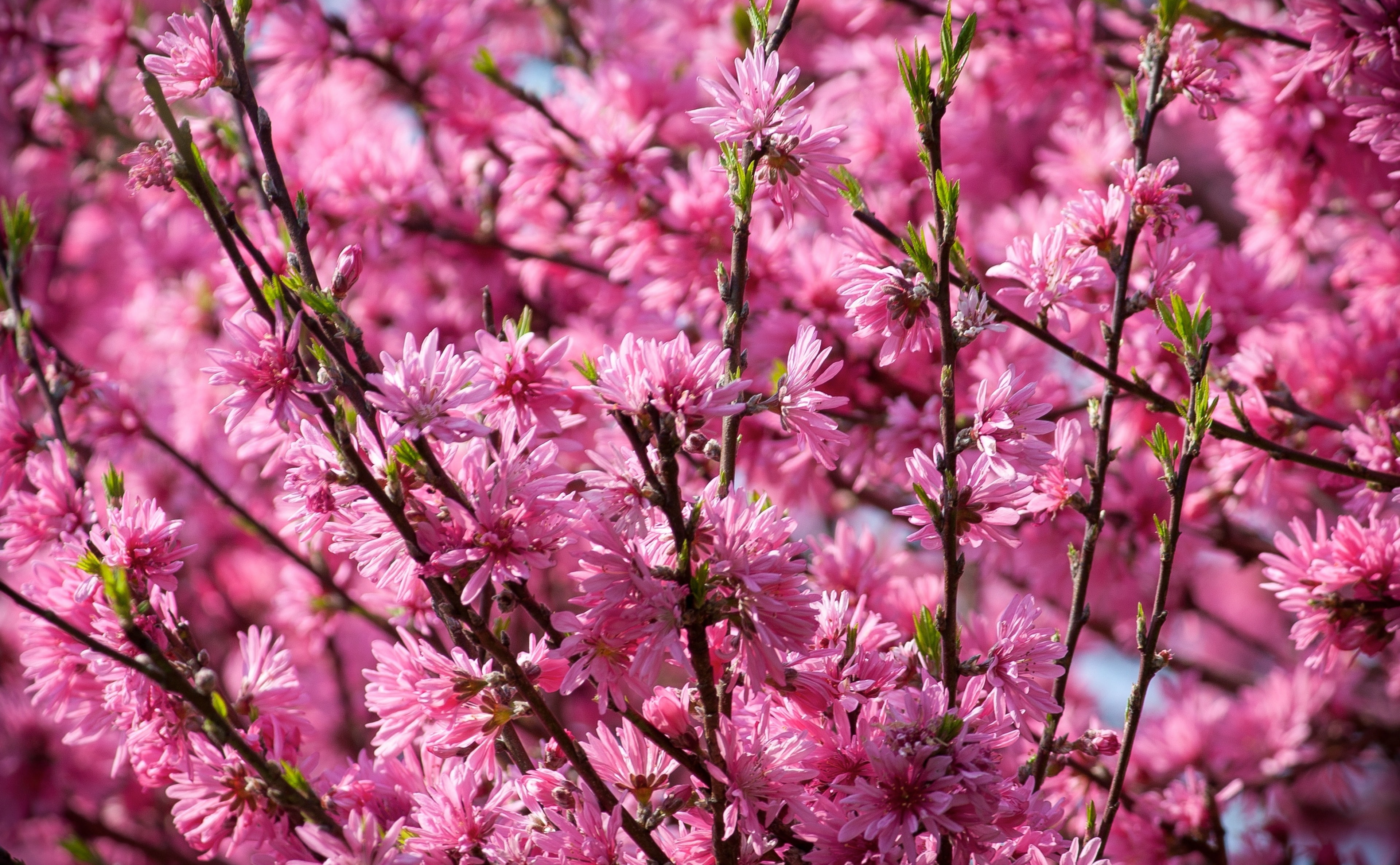 Flowers, aichiprefecture, springtime, cherry blossom, tree, Blossoms, cherry tree, full frame, day, outdoors, flowering plant, growth, Pink, beauty in nature, HD Wallpaper