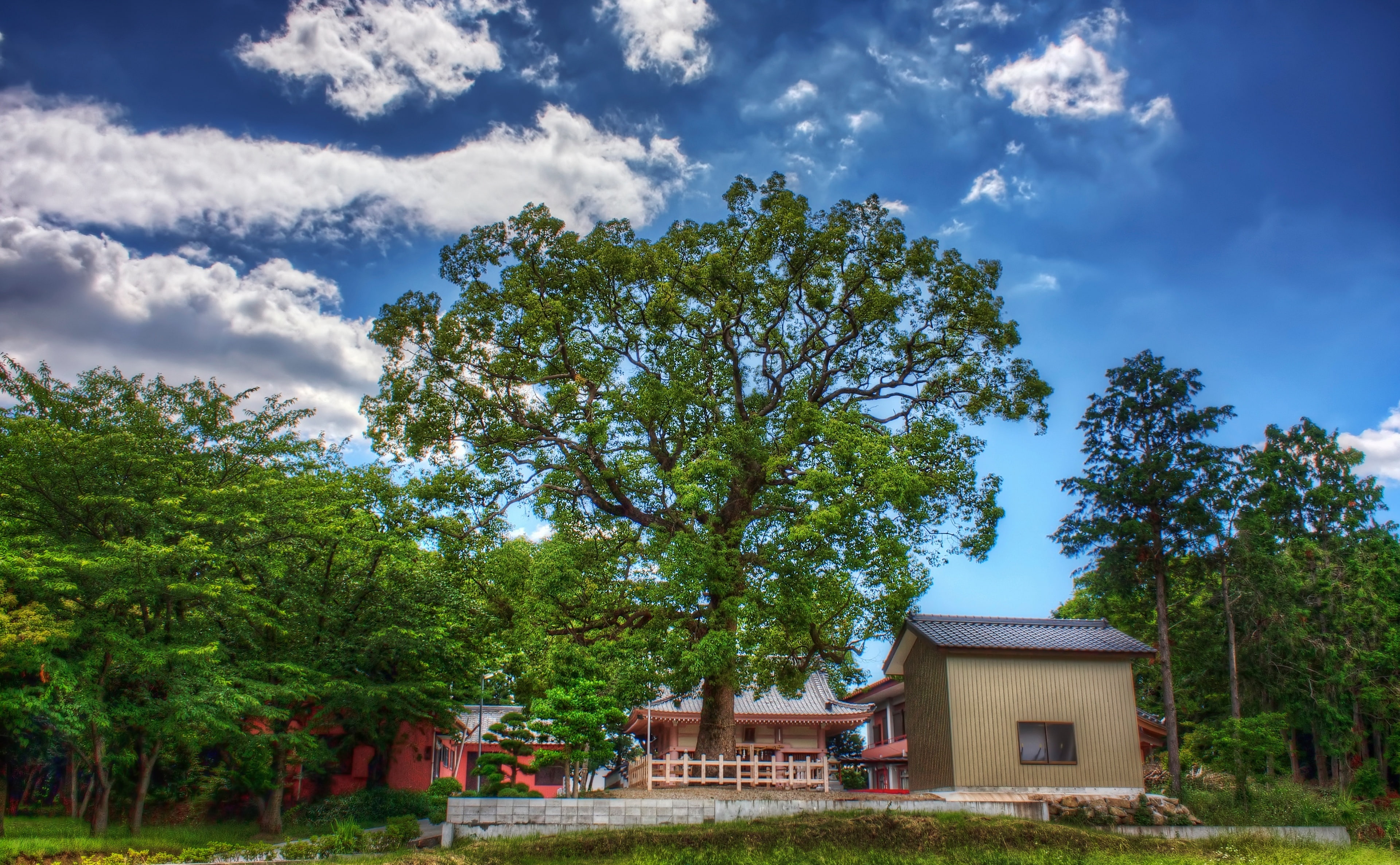 built structure, outdoors, Shrine, Mikawa, land, tree, green color, beauty in nature, Blue, trees, Asia, architecture, Okazaki City, growth, Shiratori Shrine, HD Wallpaper