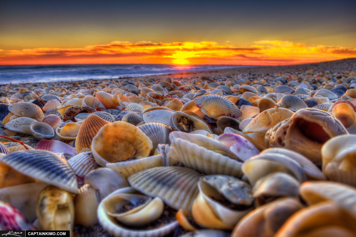 high dynamic range, sand, 480P, nature, captain, Hutchinson-Island, Seashells, topaz, photomatix pro, Florida, animal Shell, gear, Beach, shells, me, bath, HD Wallpaper