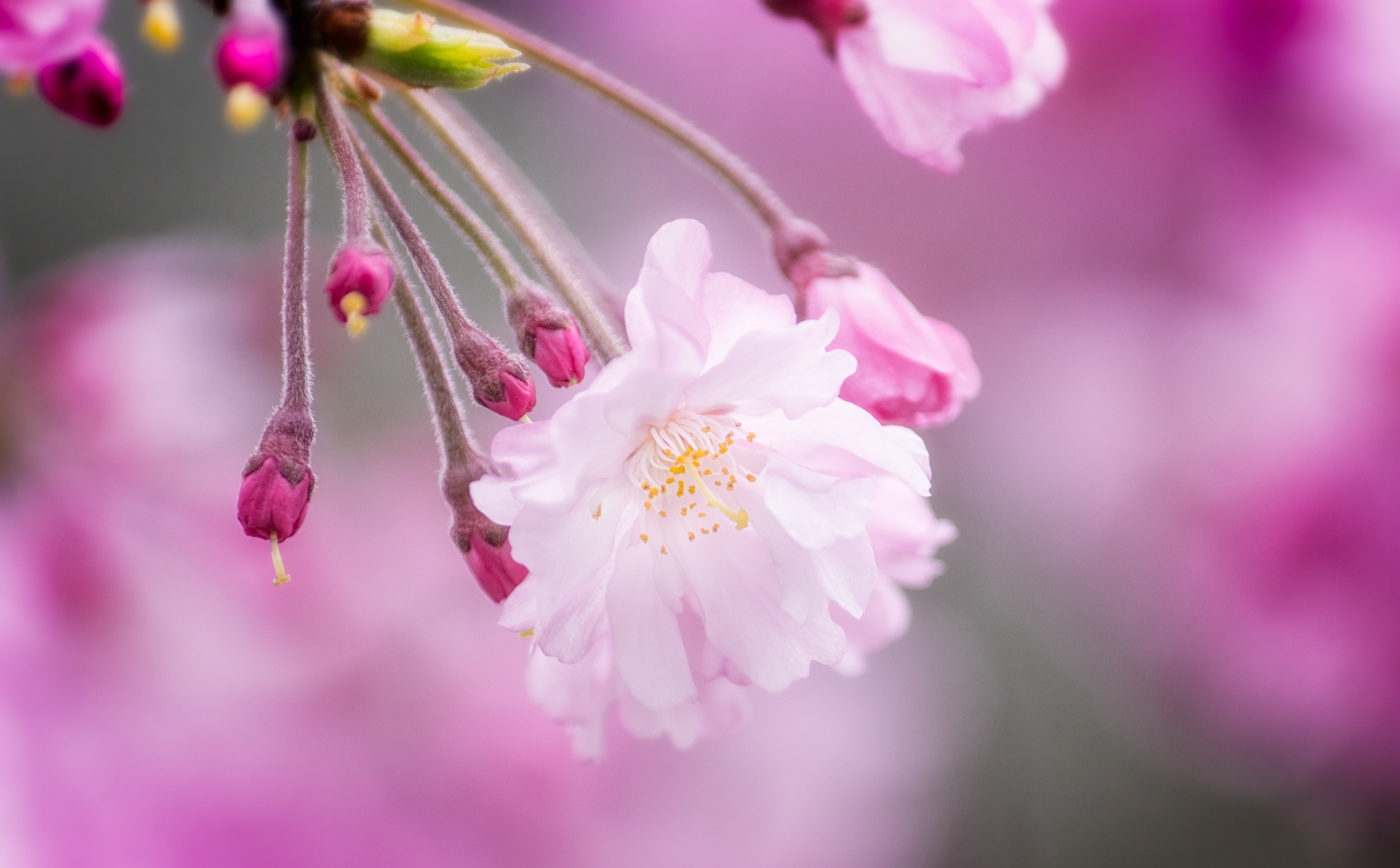 koseidorinishi3chome, Flowers, Blossoms, beauty in nature, 5K, cherry tree, nature, pink color, laspina, plant, fragility, prefecture, white, Weeping, HD Wallpaper