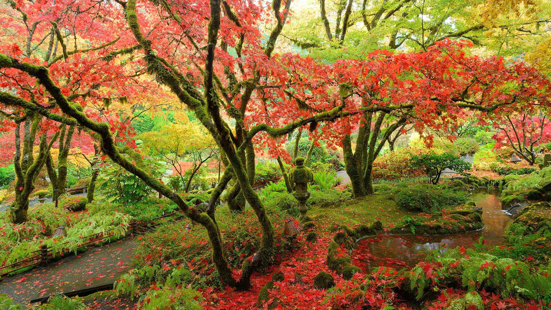 British Columbia, Butchart Gardens, Vancouver island, Japanese maple, 1080P, Canada, HD Wallpaper