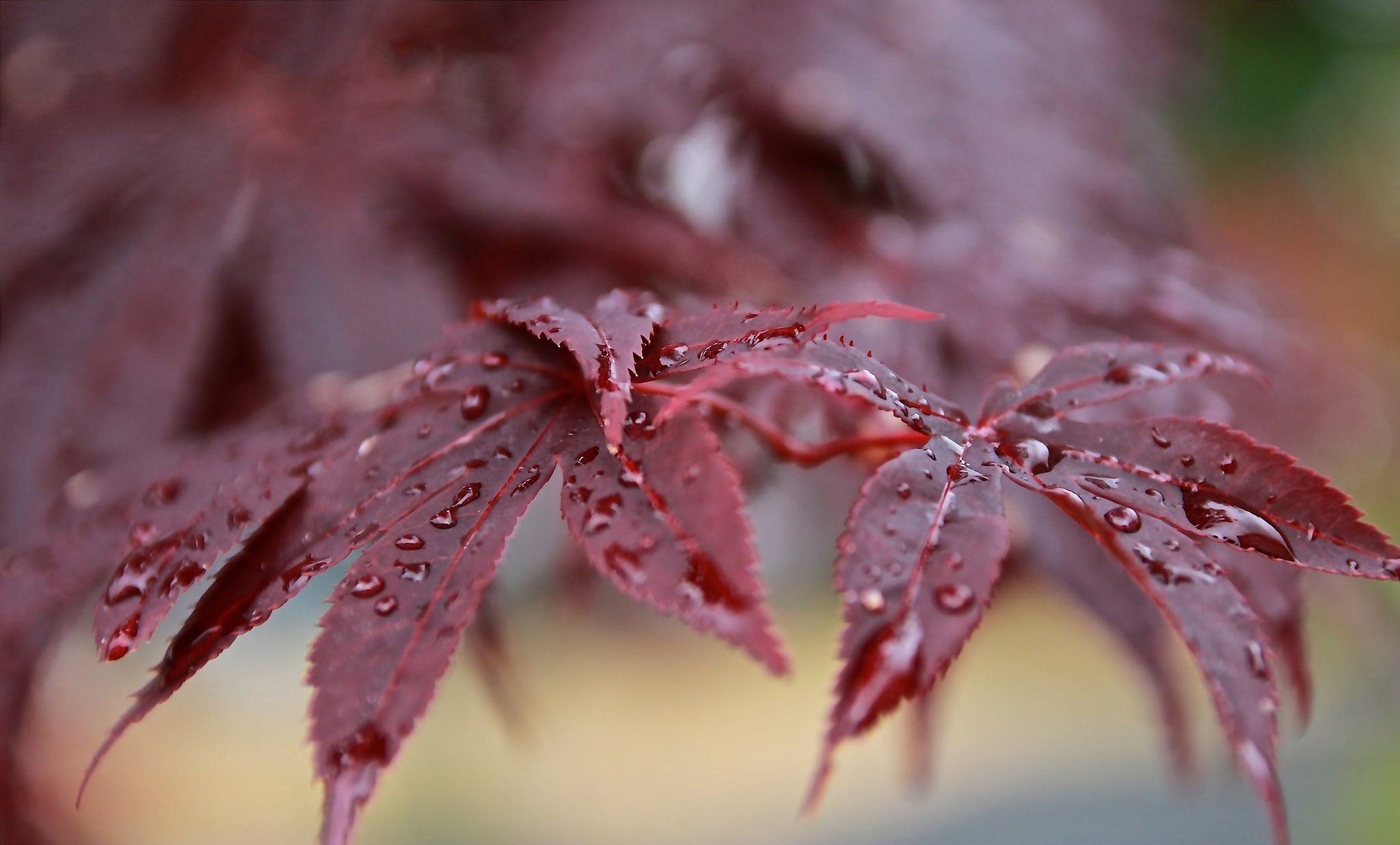 1080P, branch, bokeh, drops, japanese, maple, leaves, dew, after the rain, japanese maple, red, HD Wallpaper