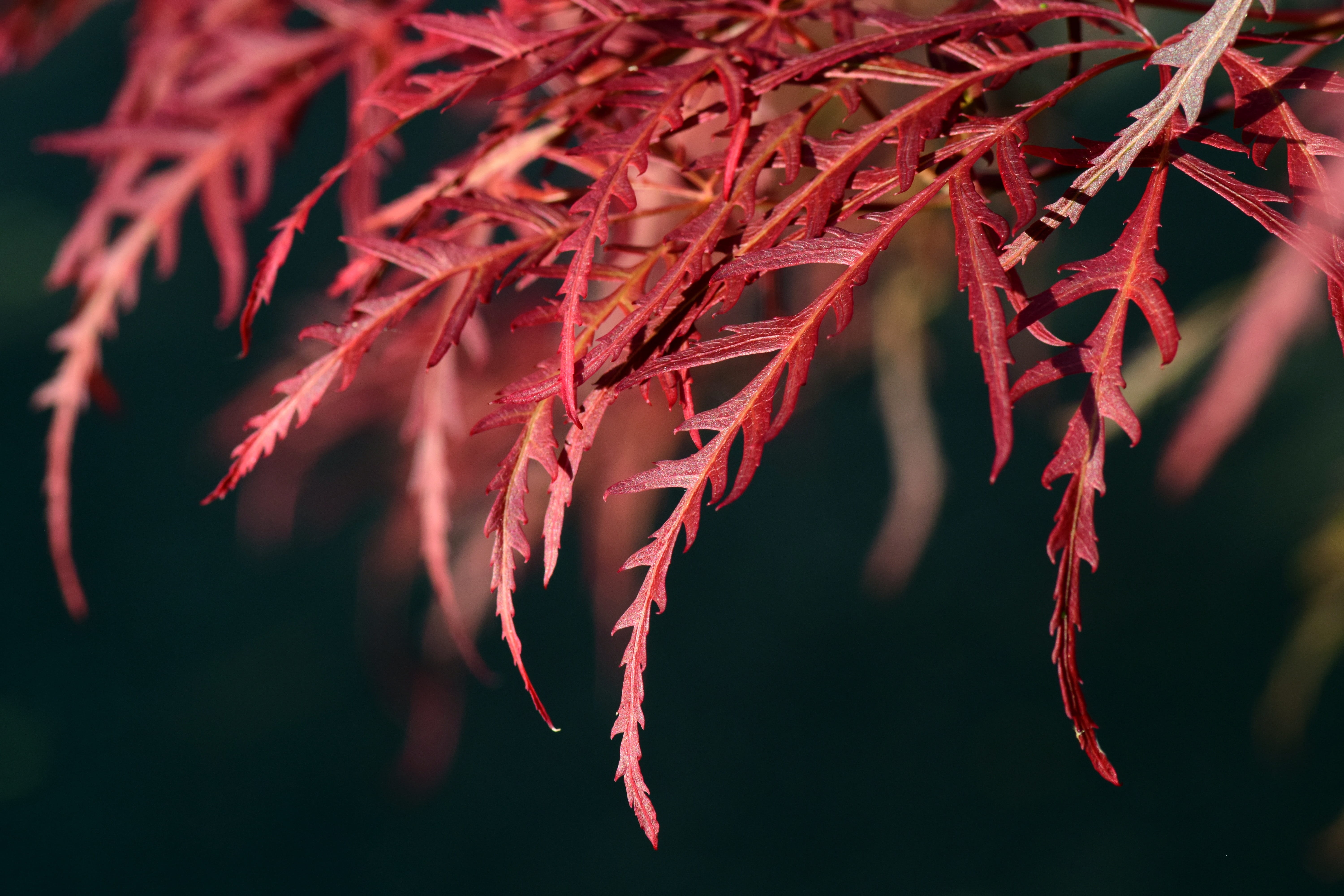 tender, close up, plant part, pepper, leaves, spring, red maple, natural condition, pointed, nature, food and drink, hanging, outdoors, maple, no people, HD Wallpaper