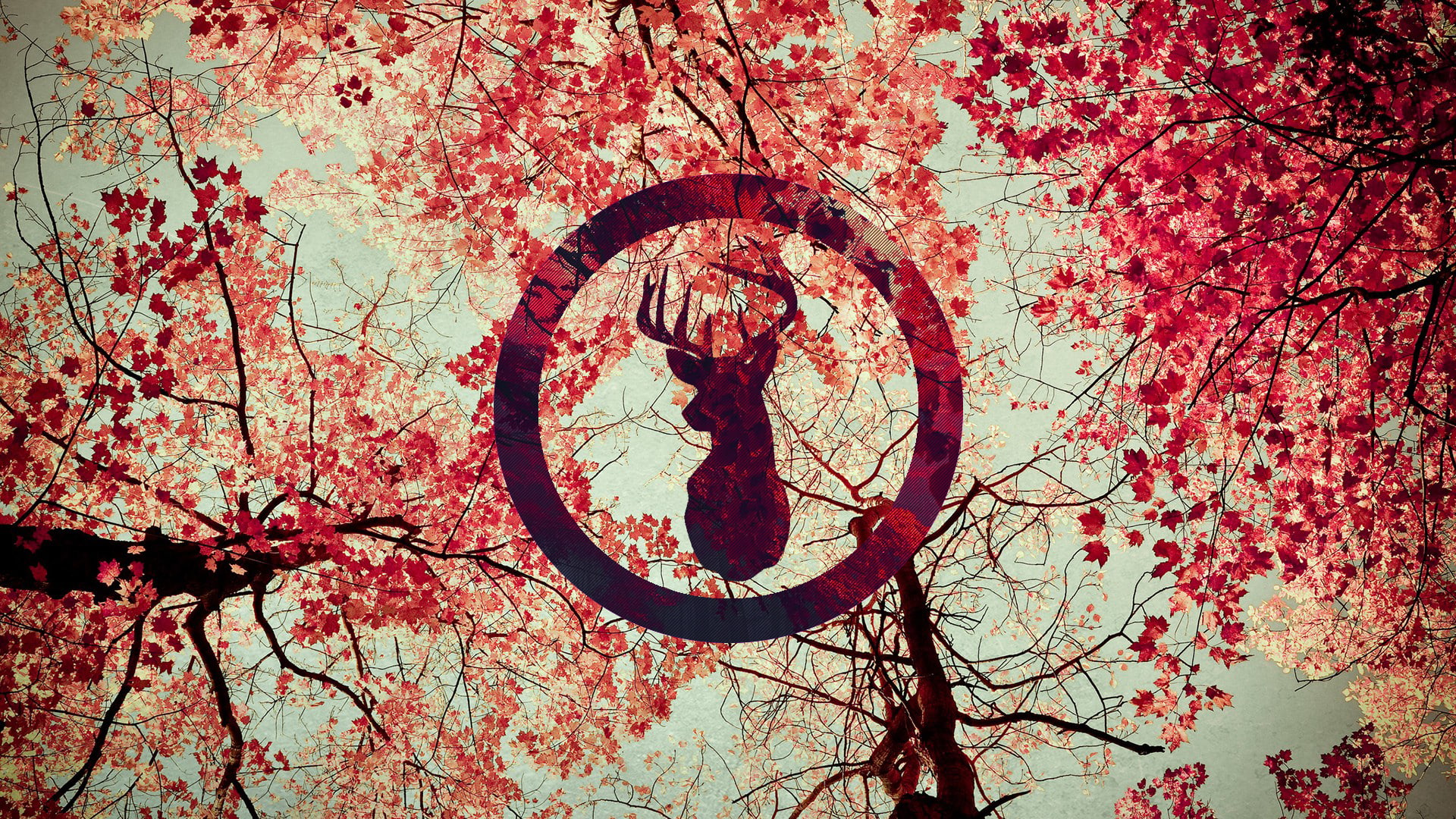 1080P, Japanese maple, red, deer, trees, HD Wallpaper