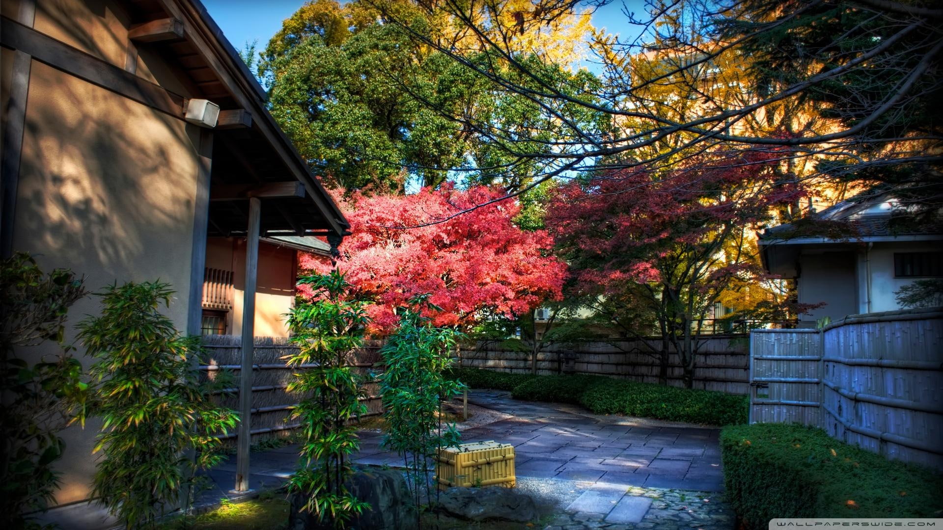 behind, hdr, backyard, house, momiji, 1080P, nature and landscapes, bushes, tea, trees, HD Wallpaper