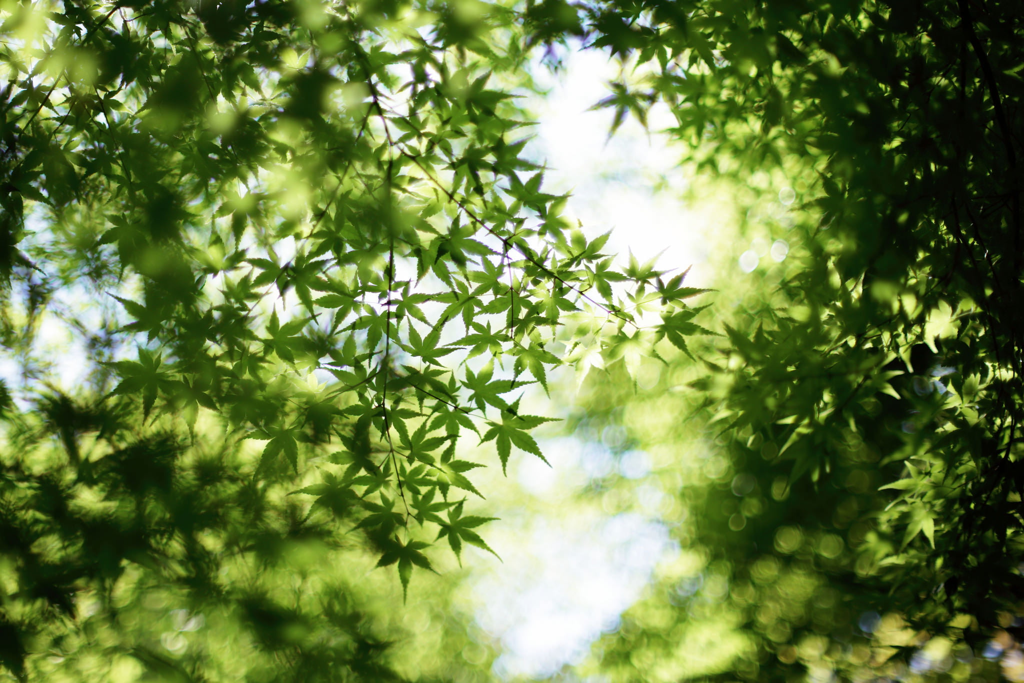 Sunlight, 1080P, shadow, maple leaves, bokeh, trees, leaves, green, momiji, Untitled, green leaves, 夏, HD Wallpaper
