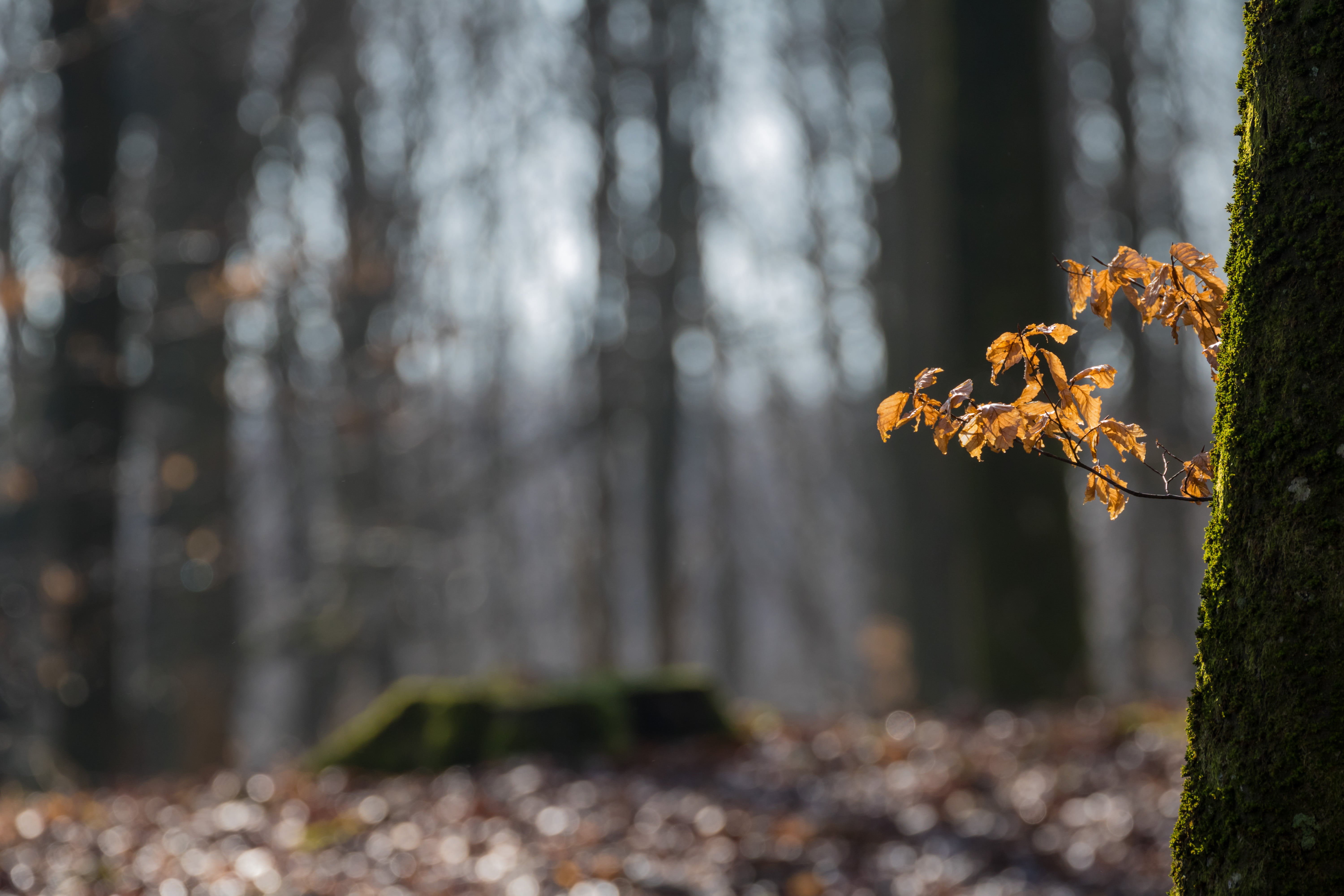 yellow, 760d, geo, model, bokeh, träd, löv, aperture, exif, shallow, outdoors, shallow focus, tree, usm, photography, forest, season, state, lens, country, HD Wallpaper