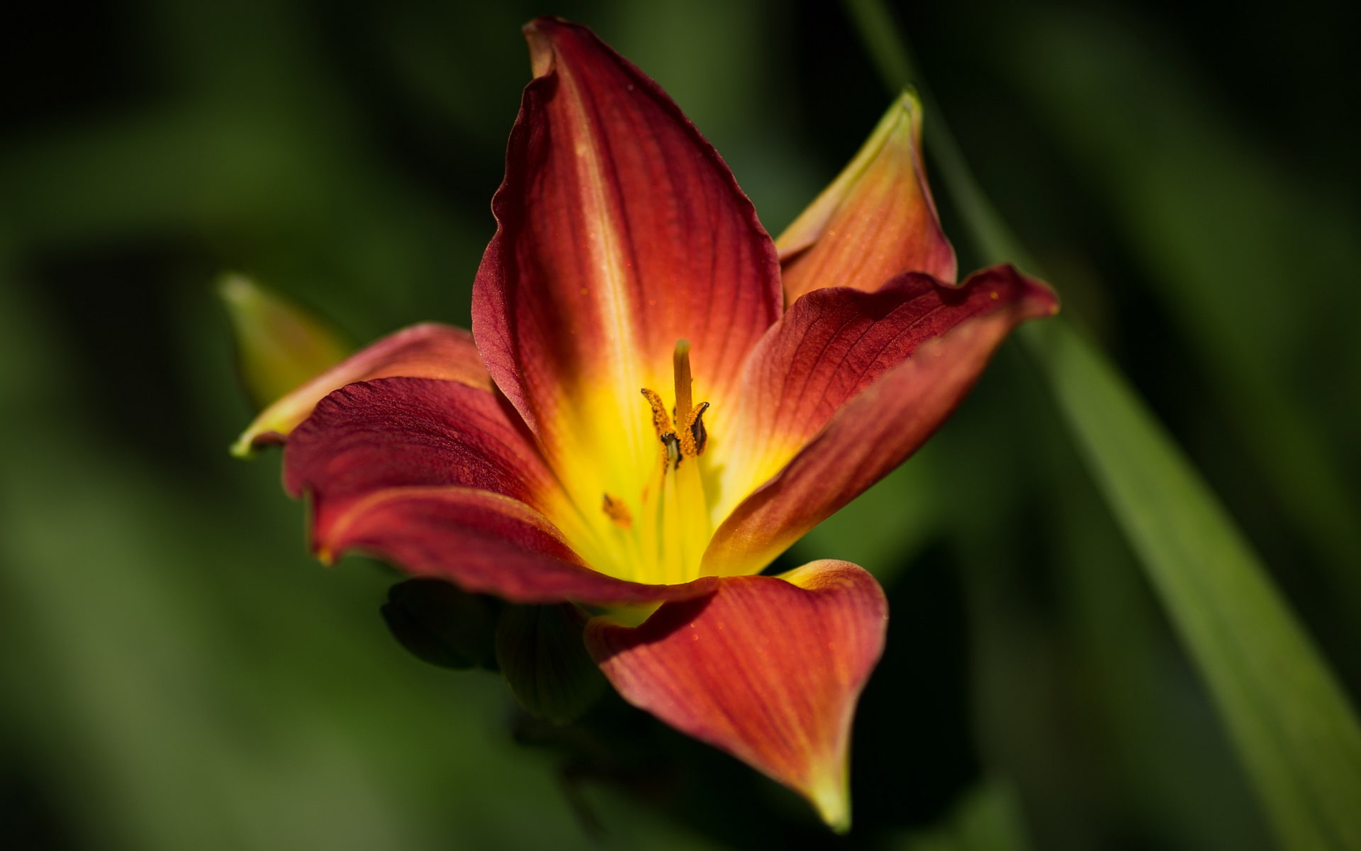 Macro, Photography, Lily, Red, 1080P, Flower, Yellow, HD Wallpaper