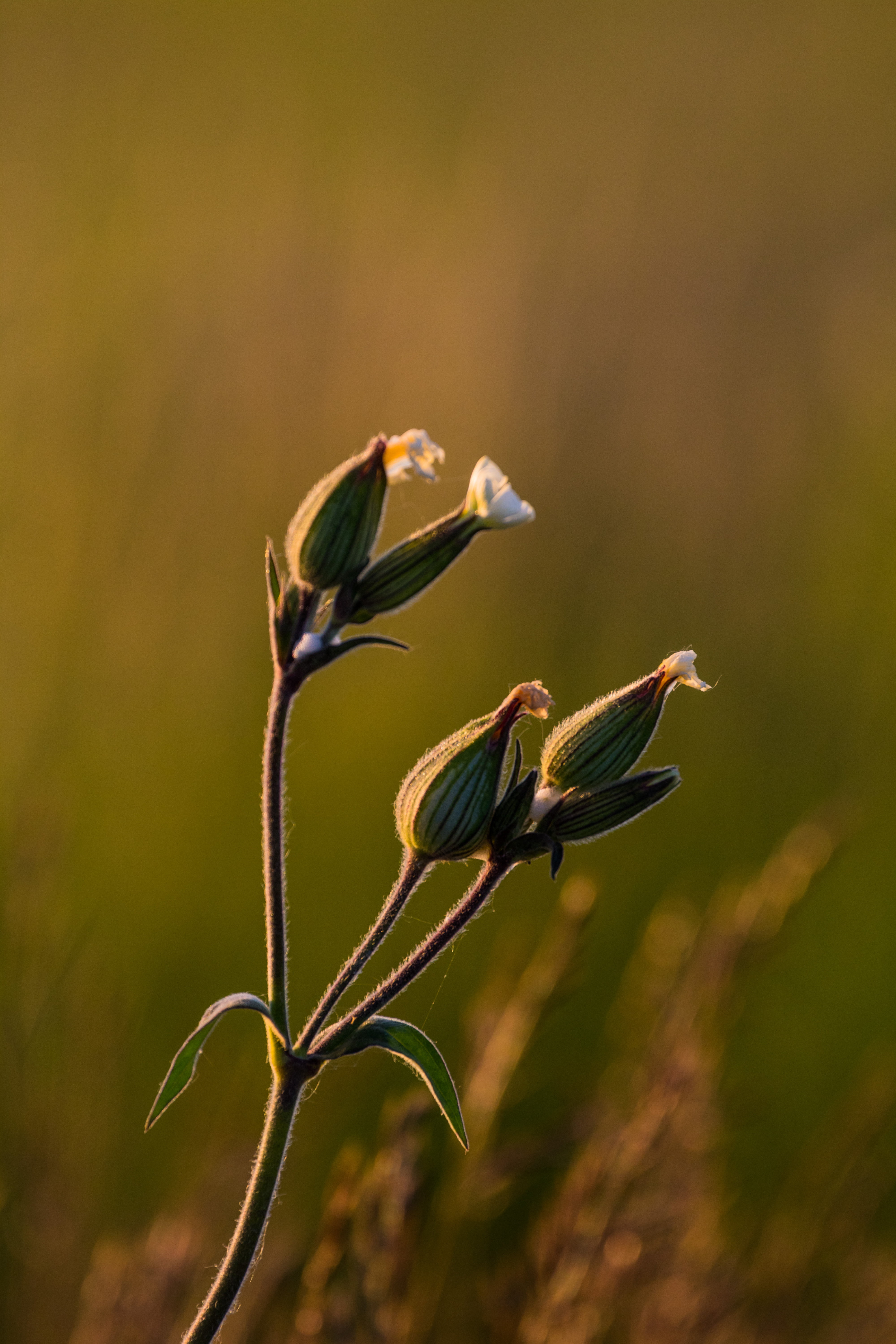 camera, petal, model, Golden hour, city, mm, close-up photography, geo:location, close, canon eos, light, state, plant, photography, close-up, flower, iso_speed, Phone HD Wallpaper