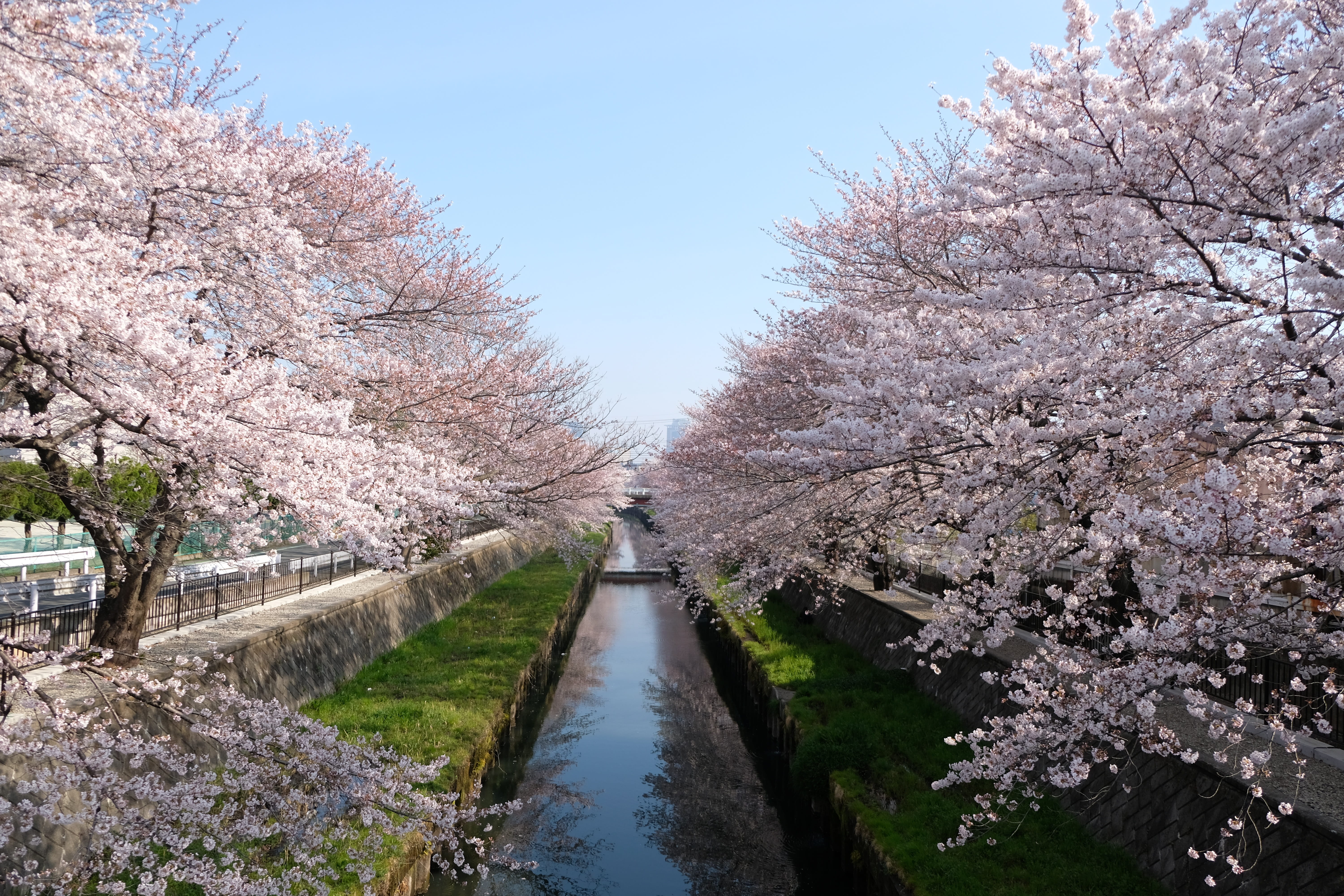 scenics - nature, seasonal, japan flower, beauty in nature, with the coming of spring, natural, diminishing perspective, spring in japan, freshness, blue sky, HD Wallpaper