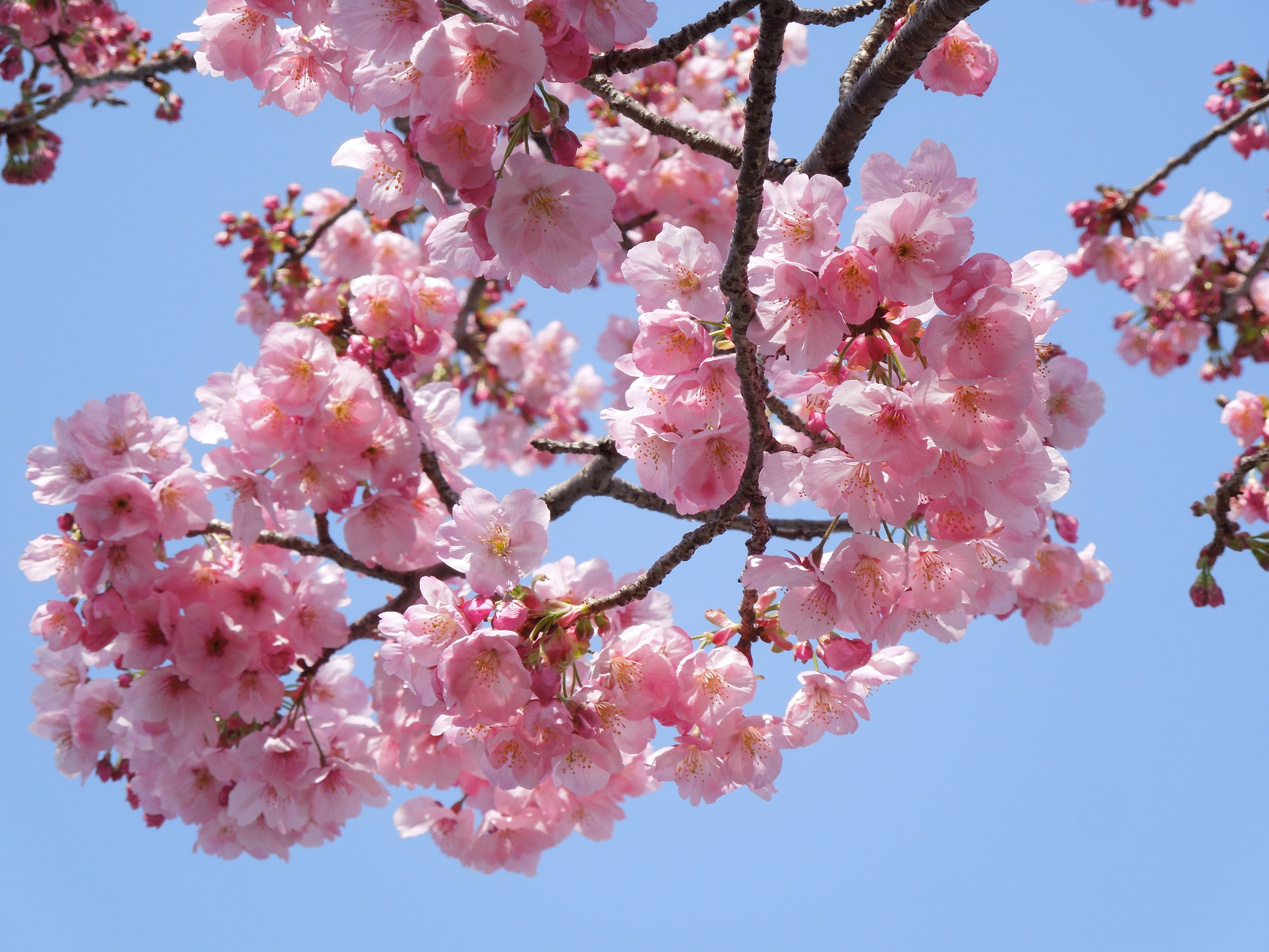 tree, pink color, cherry blossom, samusakura, flowers, blossoms, clear sky, spring flowers, outdoors, photo, springtime, vulnerability, cherry tree, pollen, HD Wallpaper